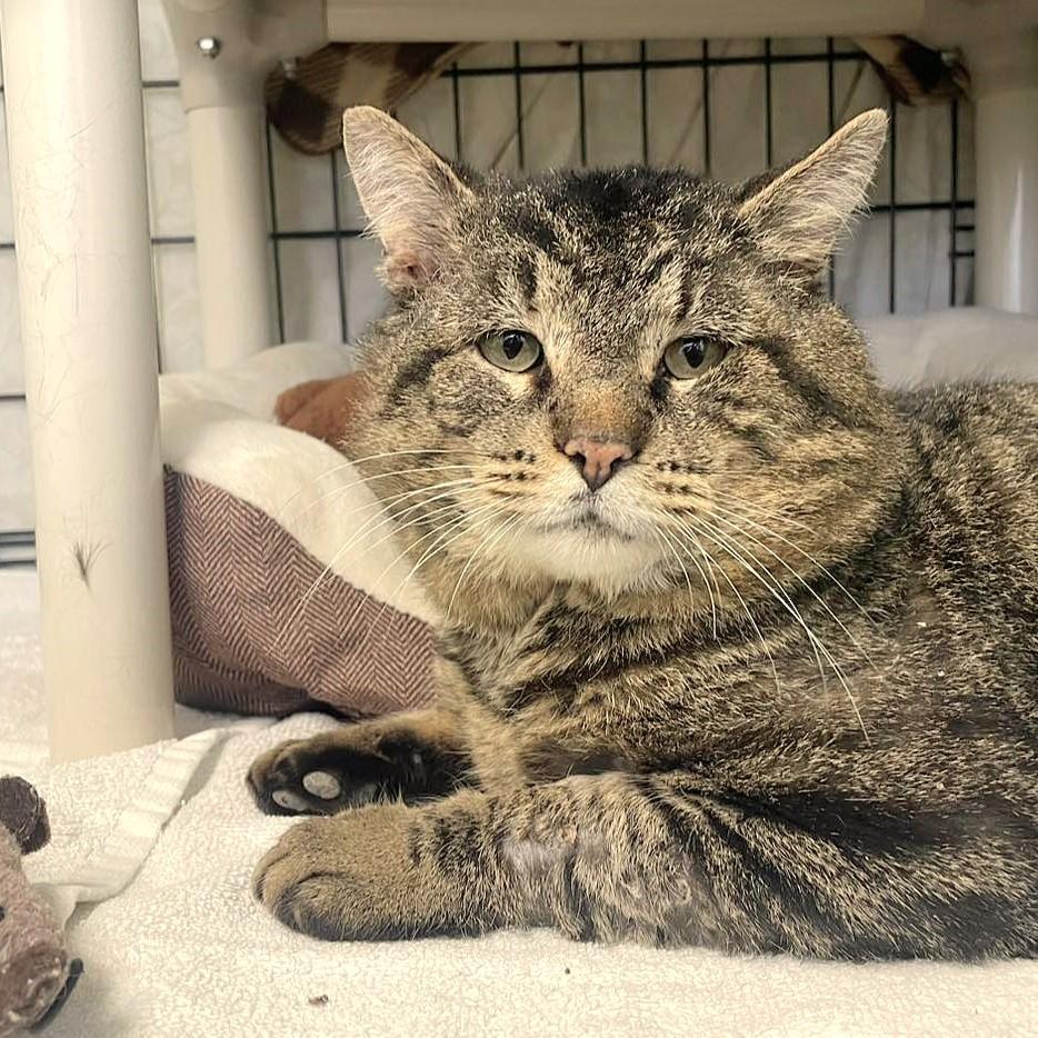 Enlarge Valentino, an adopted mixed breed in Lombard, IL image 3/6