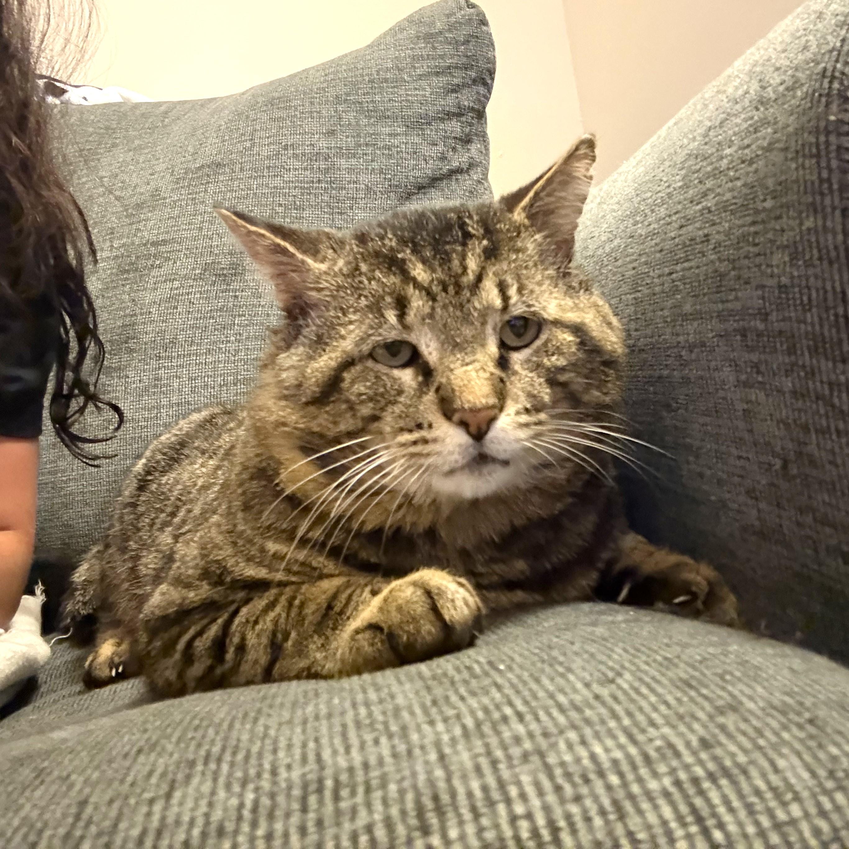 Valentino, adopted, Adult Male Tabby & Domestic Short Hair.