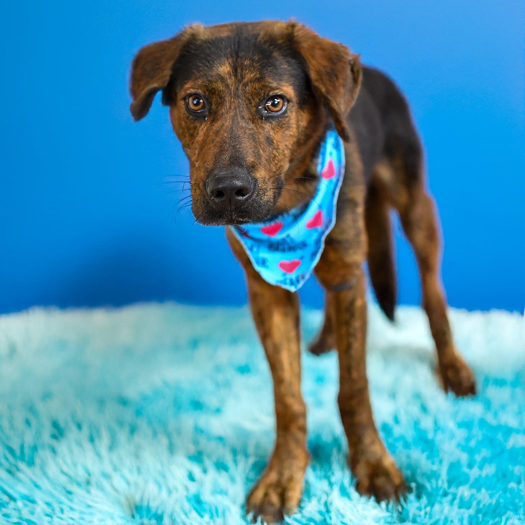 OZZY, a Adoptable mixed breed in Weatherford, TX image 4/5