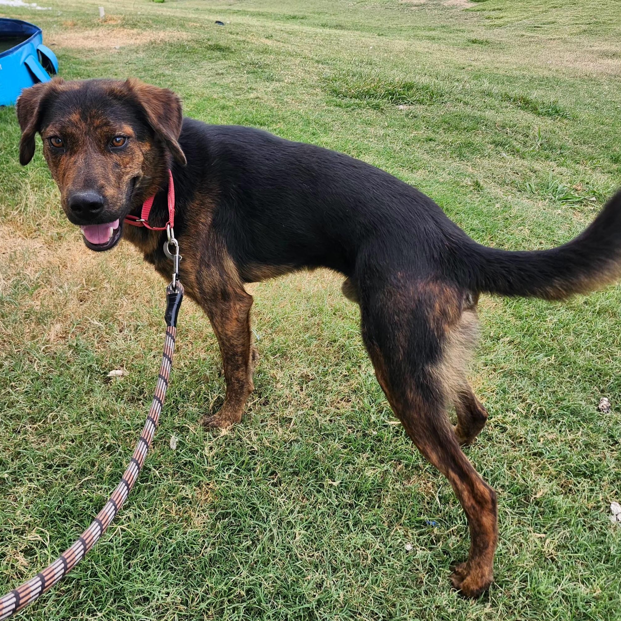 OZZY, a Adoptable mixed breed in Weatherford, TX image 2/5