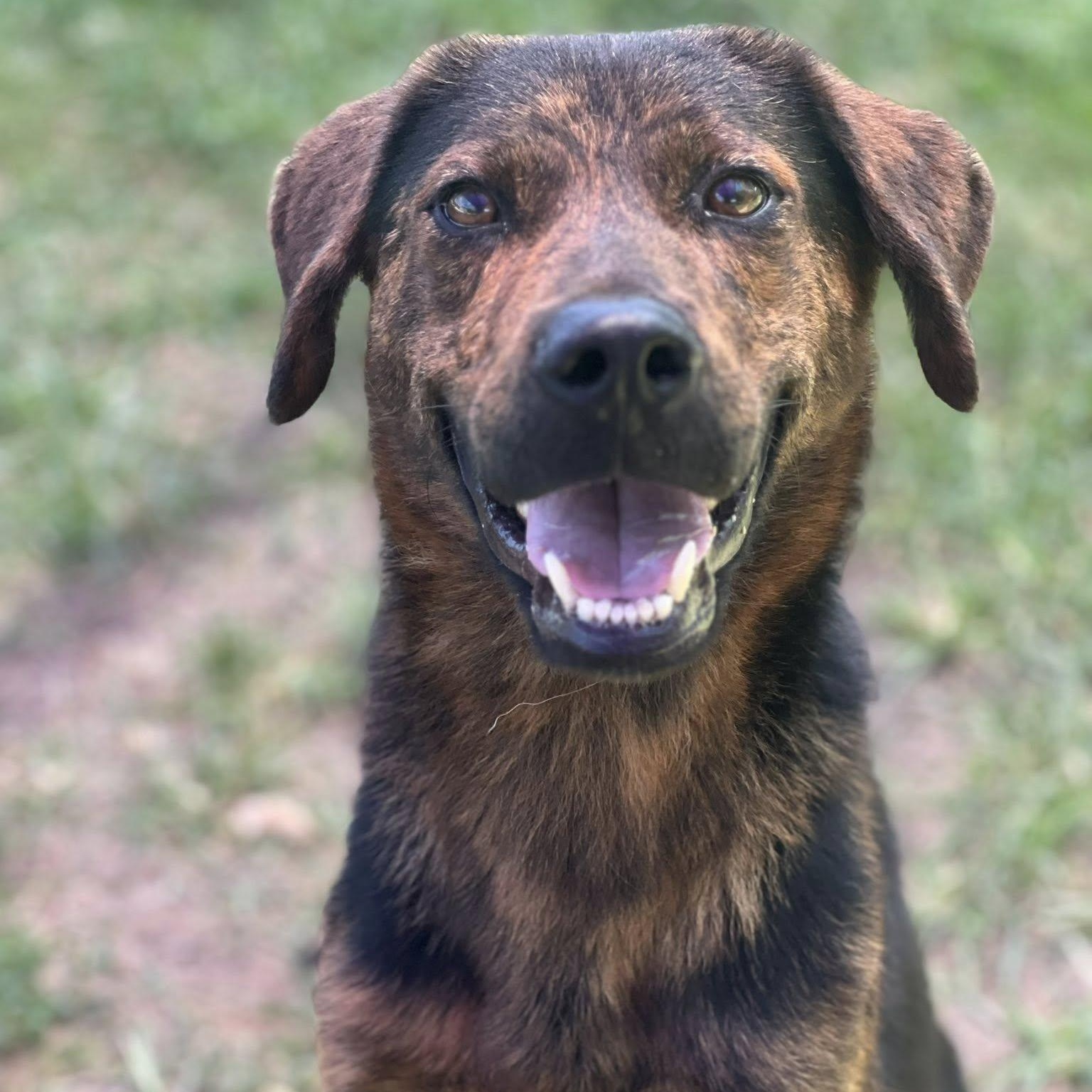 OZZY, a Adoptable mixed breed in Weatherford, TX image 5/5