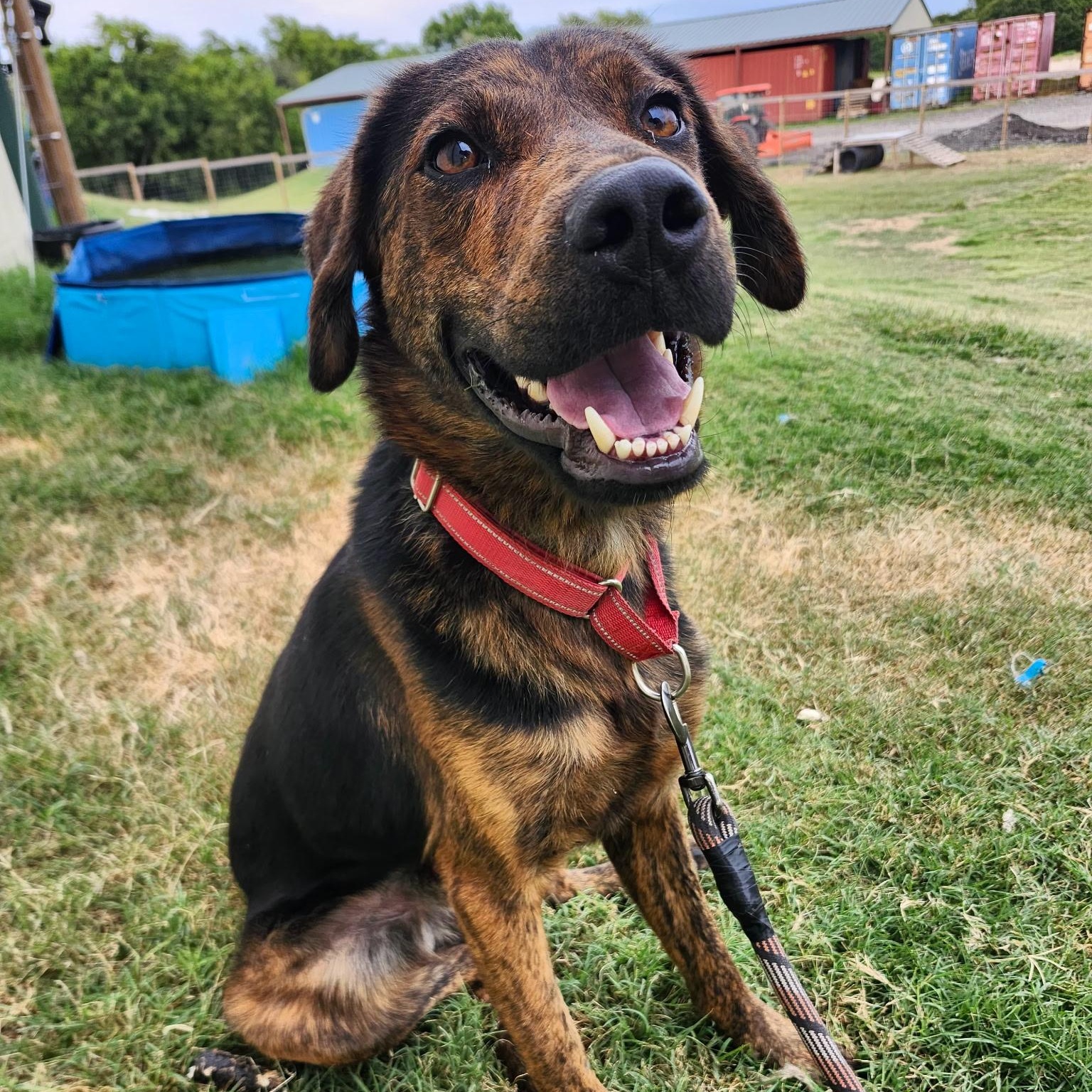 OZZY, a Adoptable mixed breed in Weatherford, TX image 1/5
