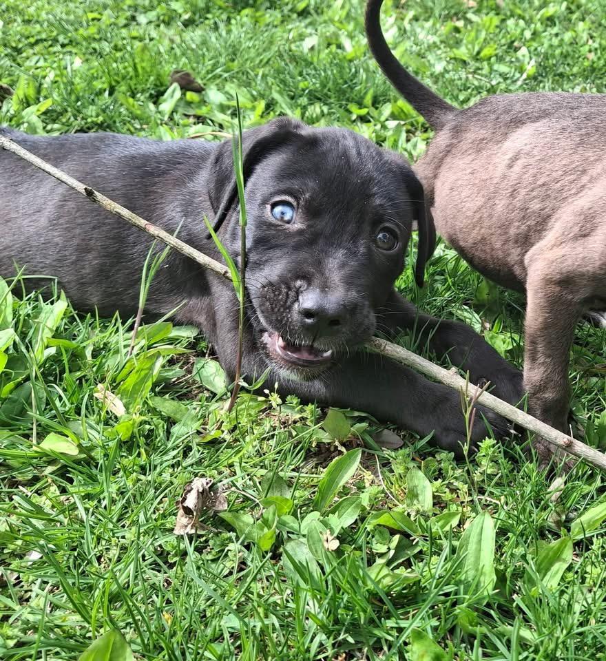 Artemis(Artie), Adoptable, Puppy Male Terrier & Terrier.