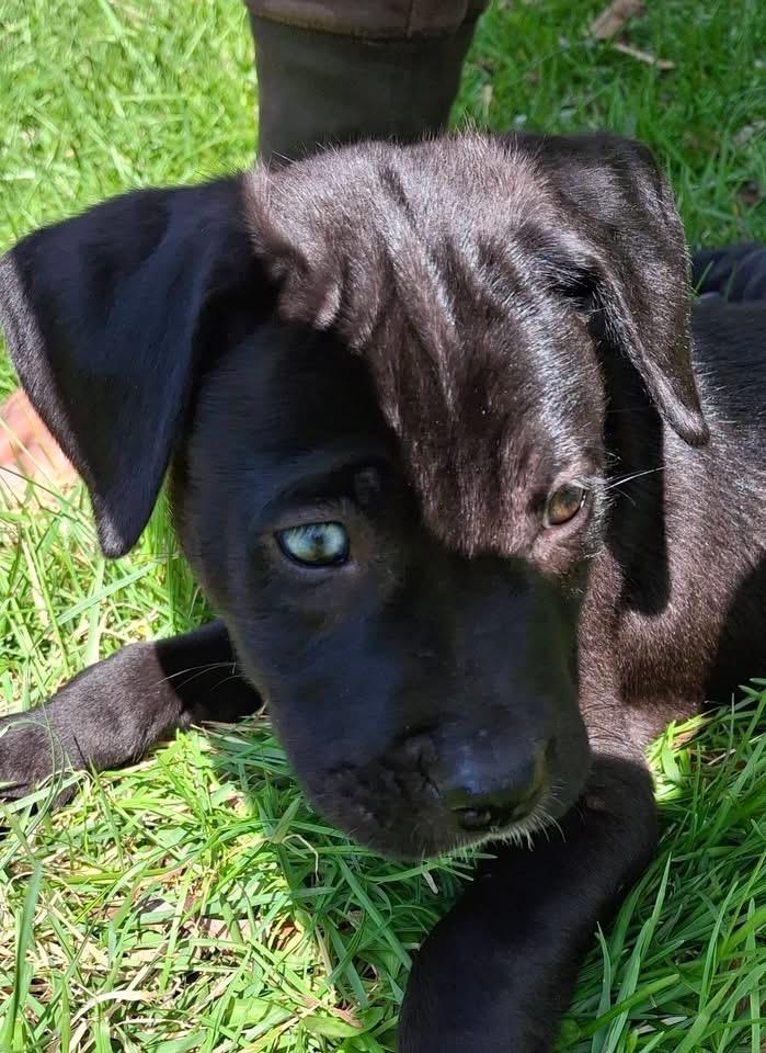 Enlarge Artemis(Artie), a Adoptable mixed breed in Berlin, NJ image 2/2