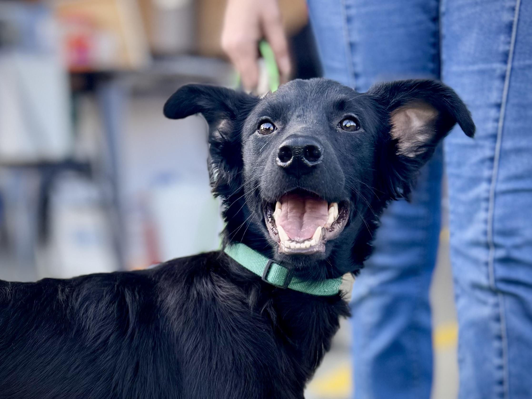 Enlarge Donatello aka "Donnie" (Dresden #8), a Adoptable mixed breed in Mount Juliet, TN image 1/5