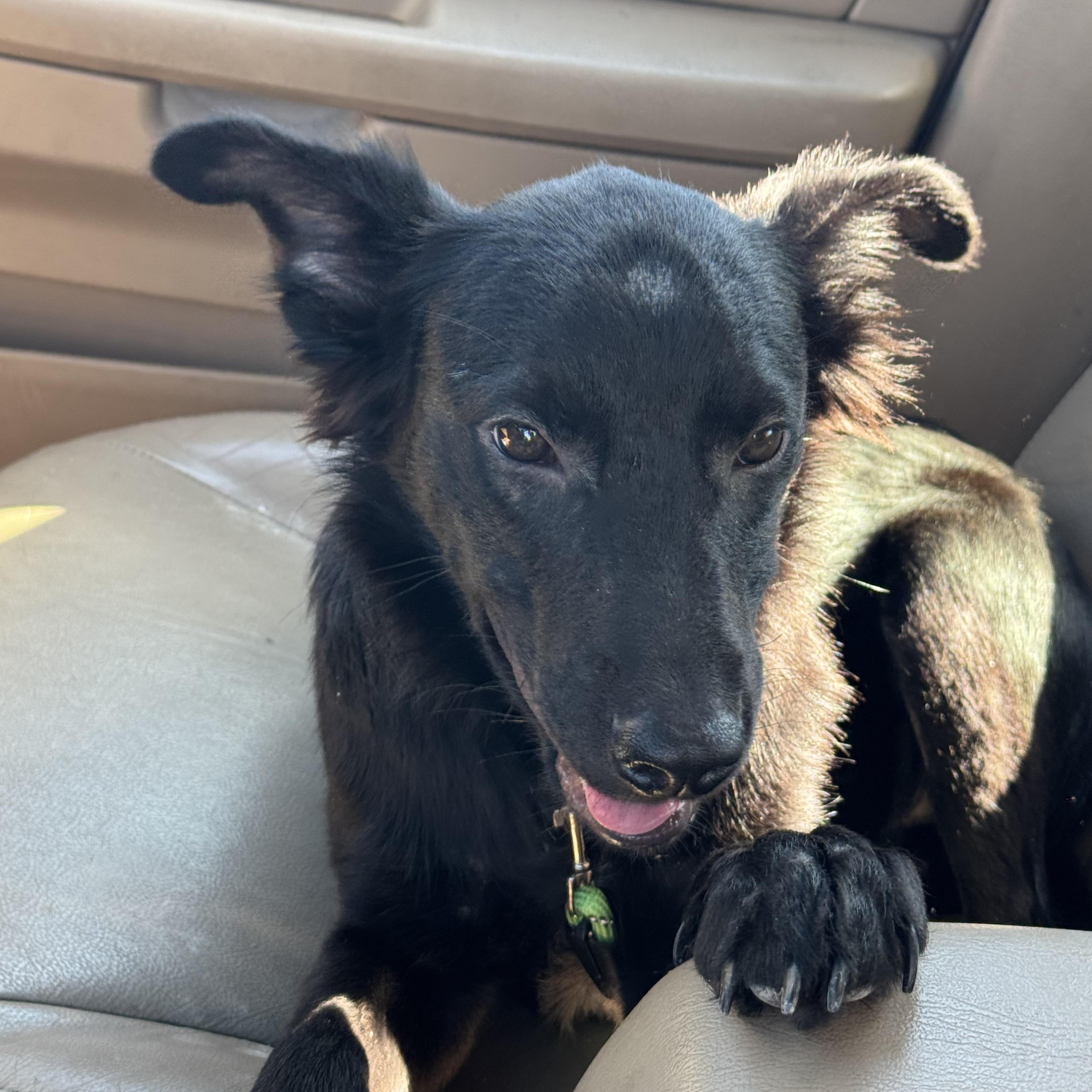 Enlarge Donatello aka "Donnie" (Dresden #8), a Adoptable mixed breed in Mount Juliet, TN image 3/5