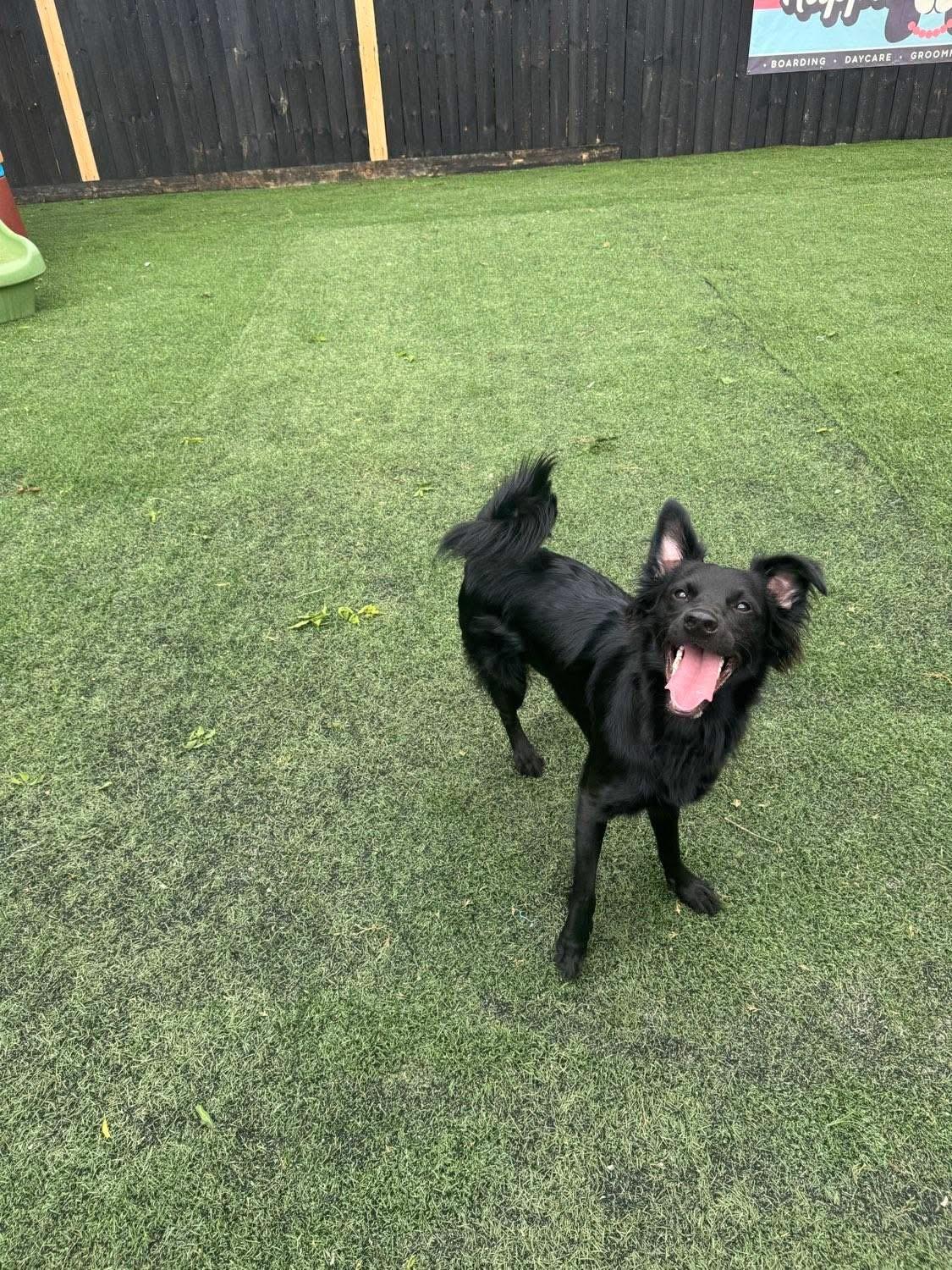 Donatello aka "Donnie" (Dresden #8), a Adoptable mixed breed in Mount Juliet, TN image 5/6