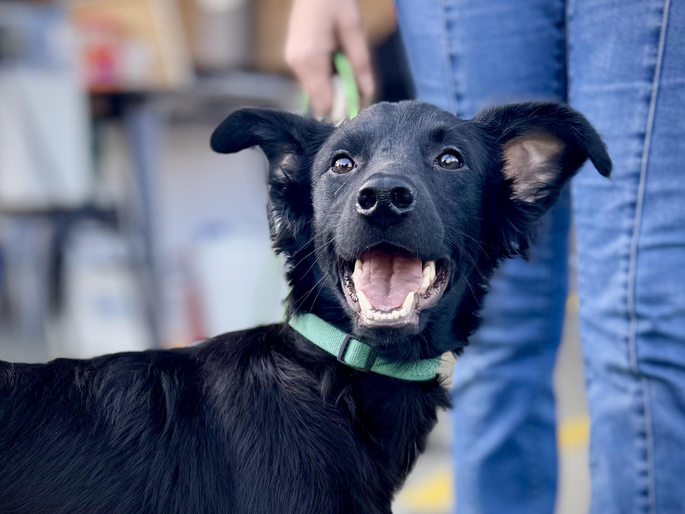 Donatello aka "Donnie" (Dresden #8), a Adoptable mixed breed in Mount Juliet, TN image 4/6