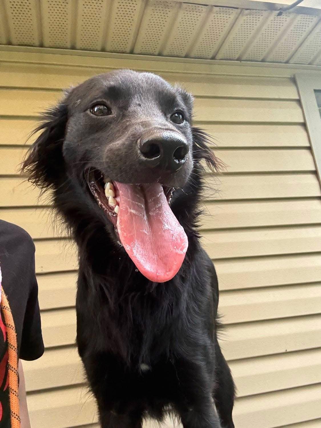 Donatello aka "Donnie" (Dresden #8), Adoptable, Puppy Male American Staffordshire Terrier & Black Labrador Retriever.