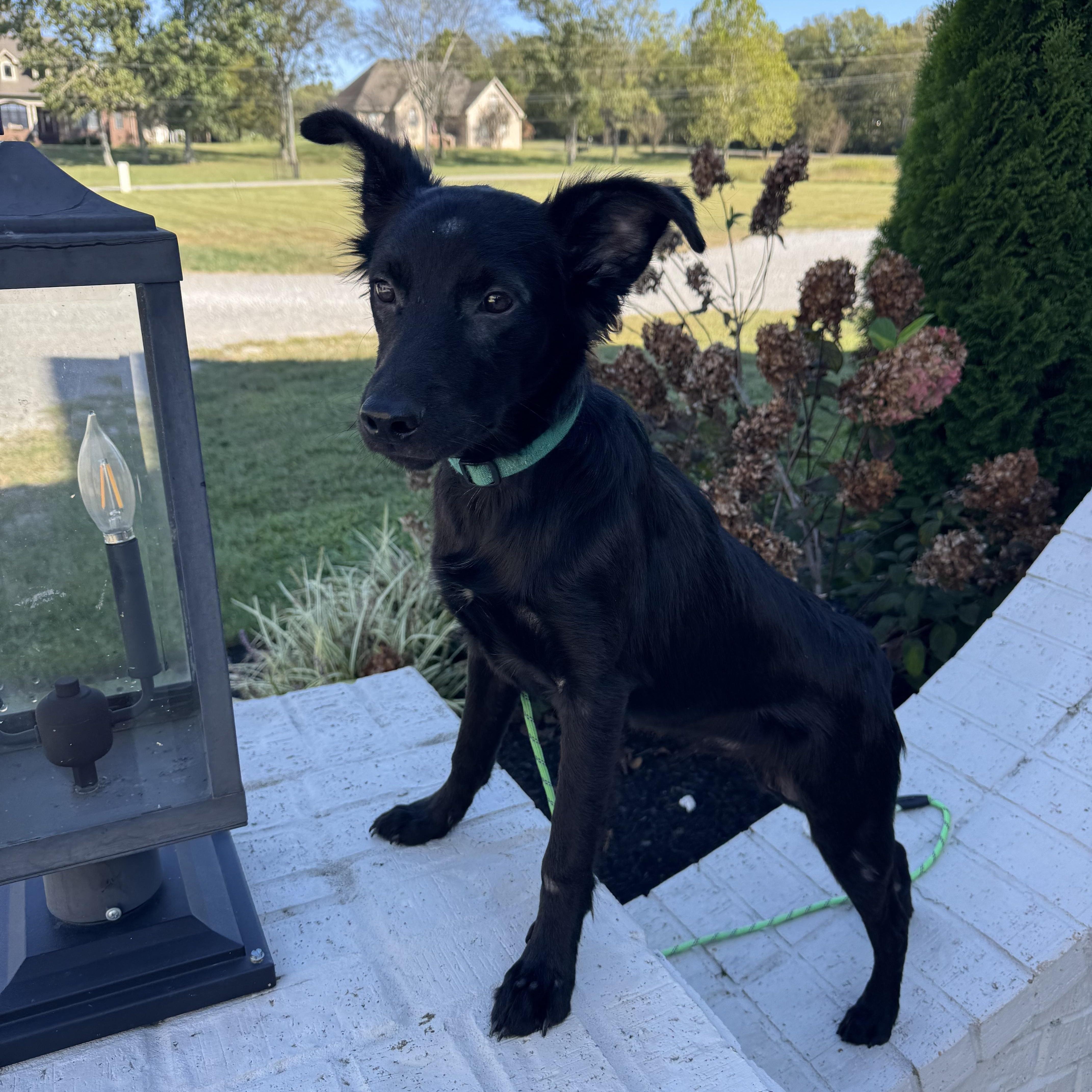 Donatello aka "Donnie" (Dresden #8), a Adoptable mixed breed in Mount Juliet, TN image 2/6