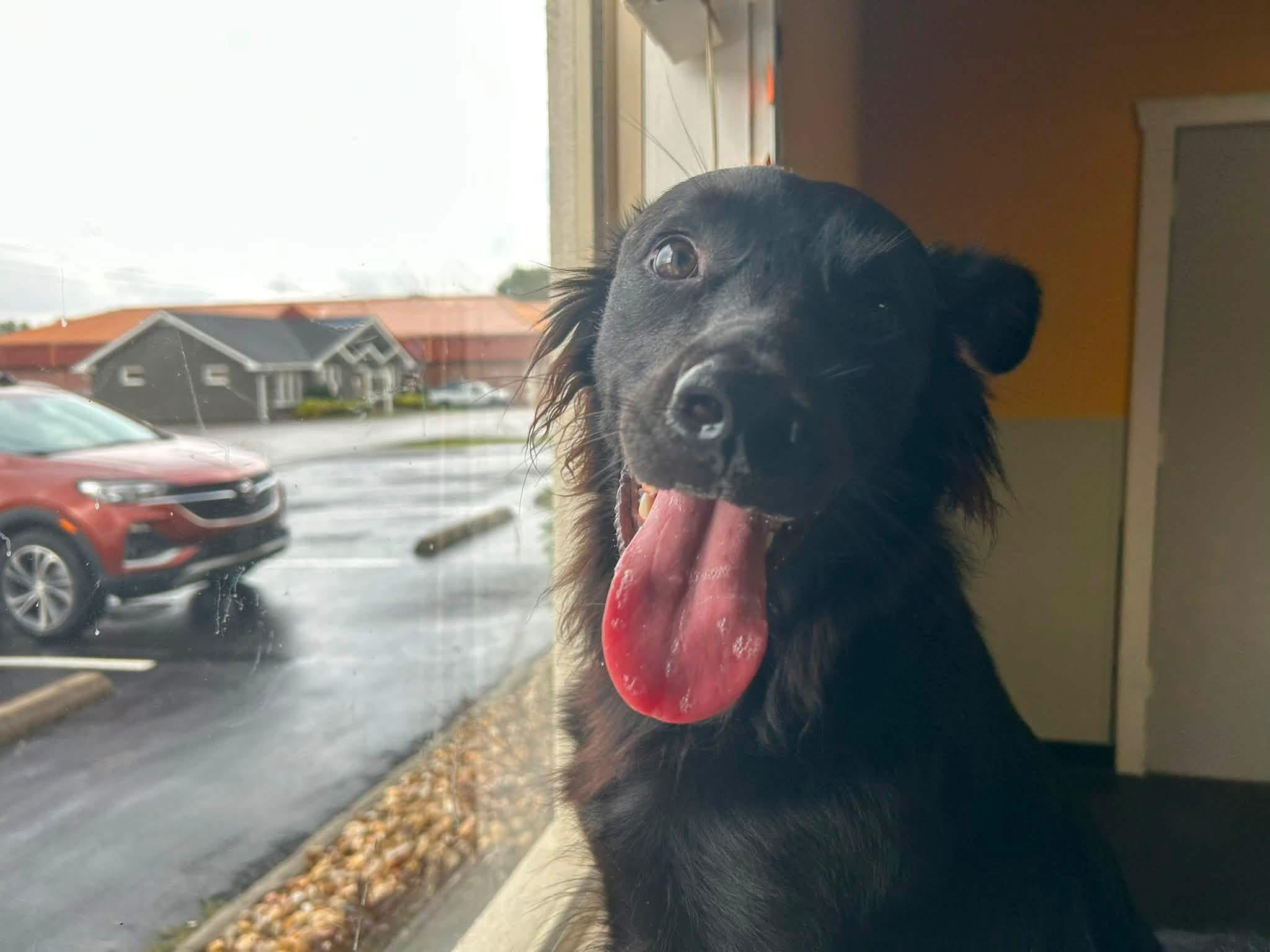 Donatello aka "Donnie", Adoptable, Young Male American Staffordshire Terrier & Black Labrador Retriever.