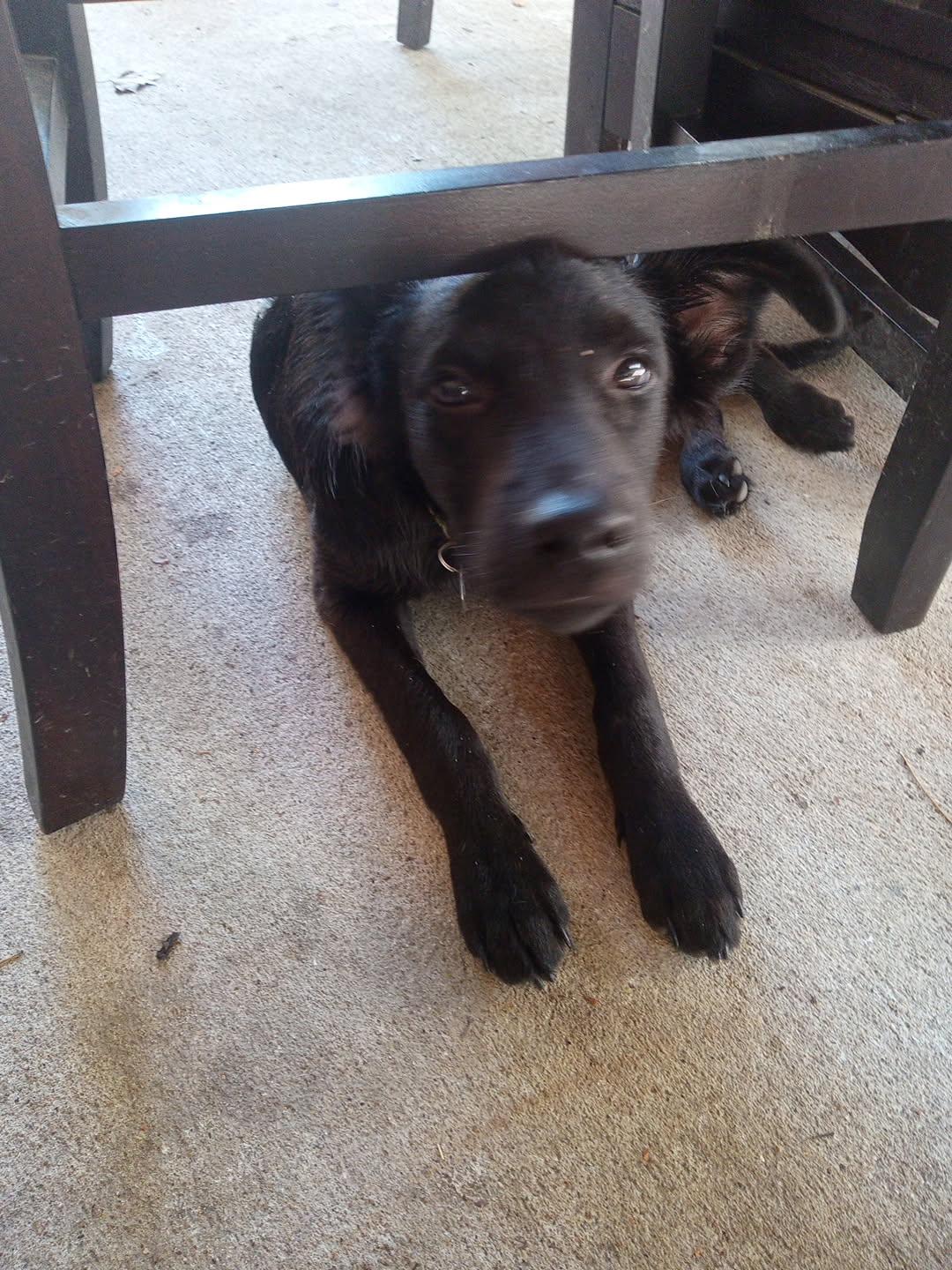 Enlarge Donatello aka "Donnie" (Dresden #8), a Adoptable mixed breed in Mount Juliet, TN image 5/5