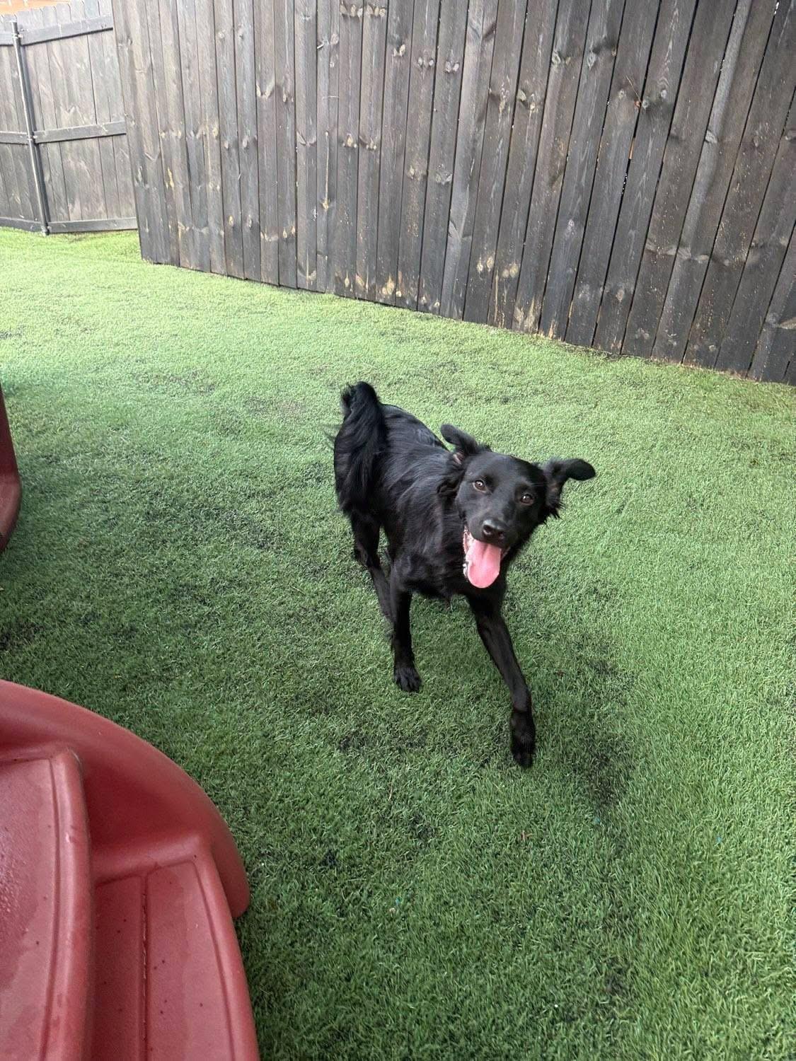 Donatello aka "Donnie" (Dresden #8), a Adoptable mixed breed in Mount Juliet, TN image 6/6