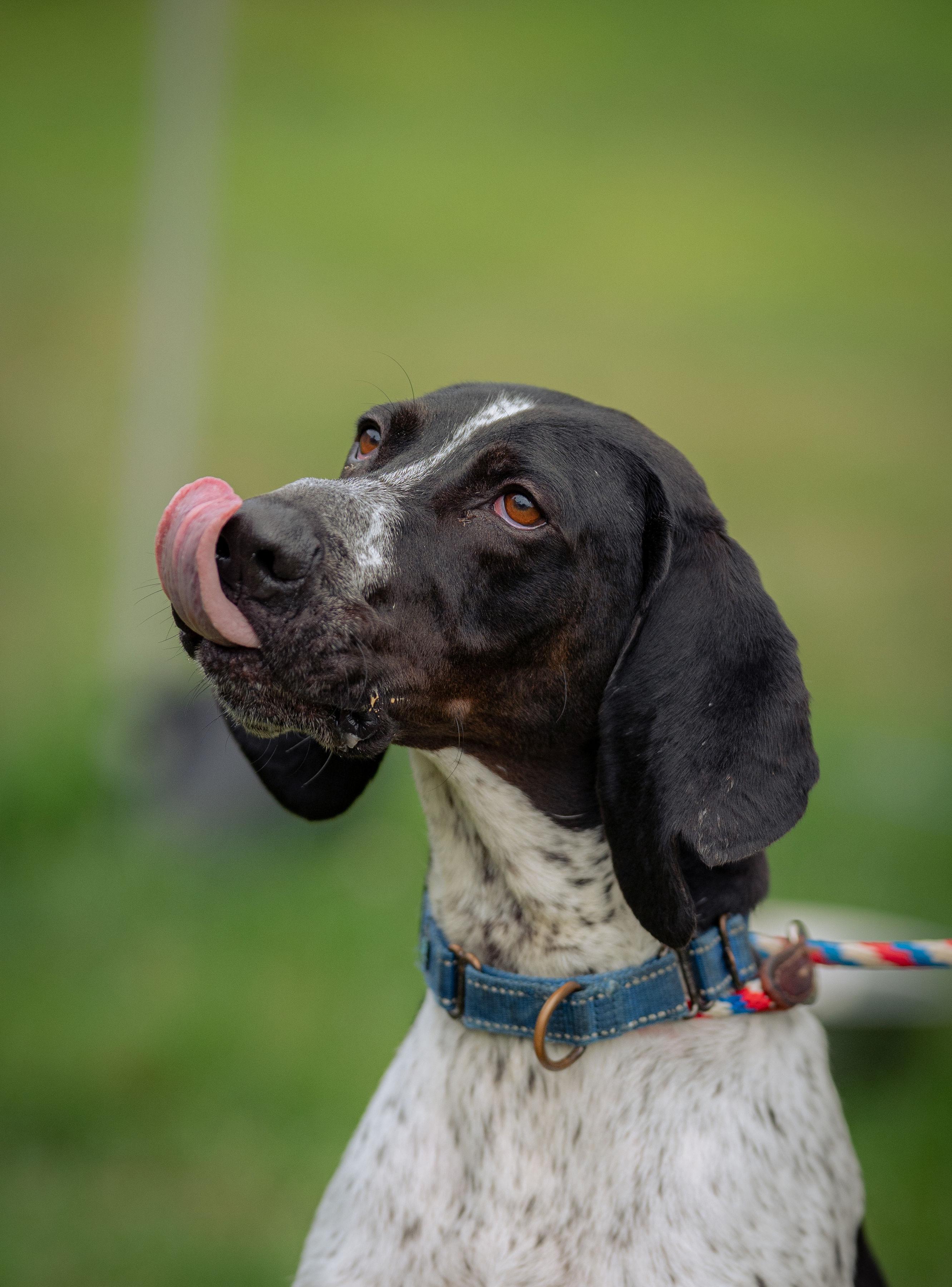 Buck, an adoptable Treeing Walker Coonhound in Paris, ME image 1/6
