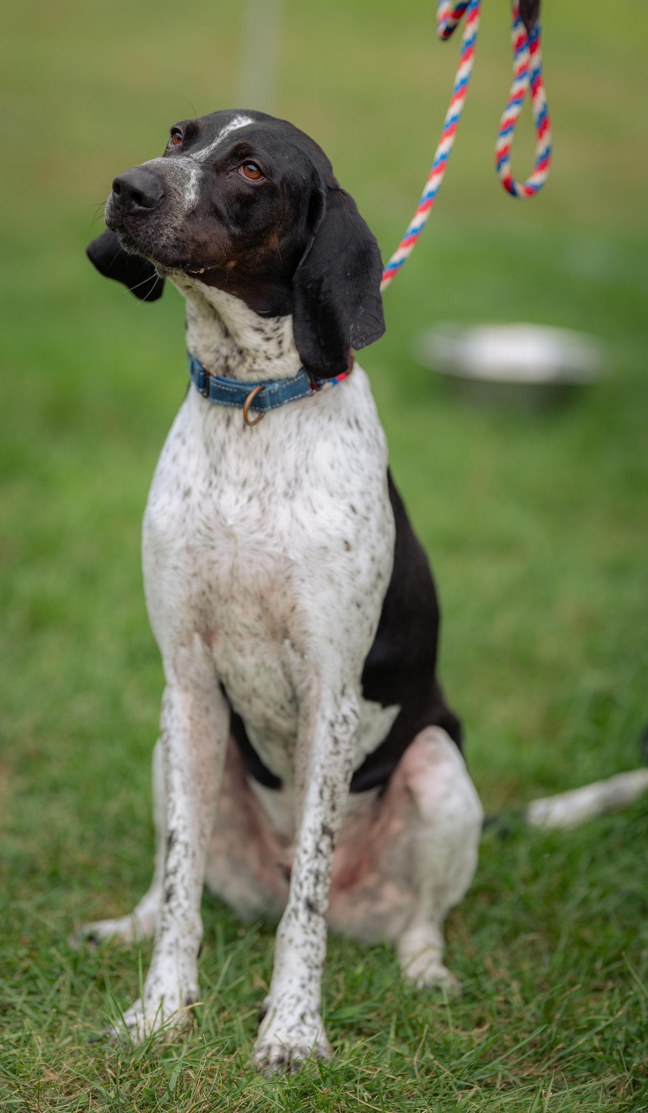 Buck, an adoptable Treeing Walker Coonhound in Paris, ME image 2/6