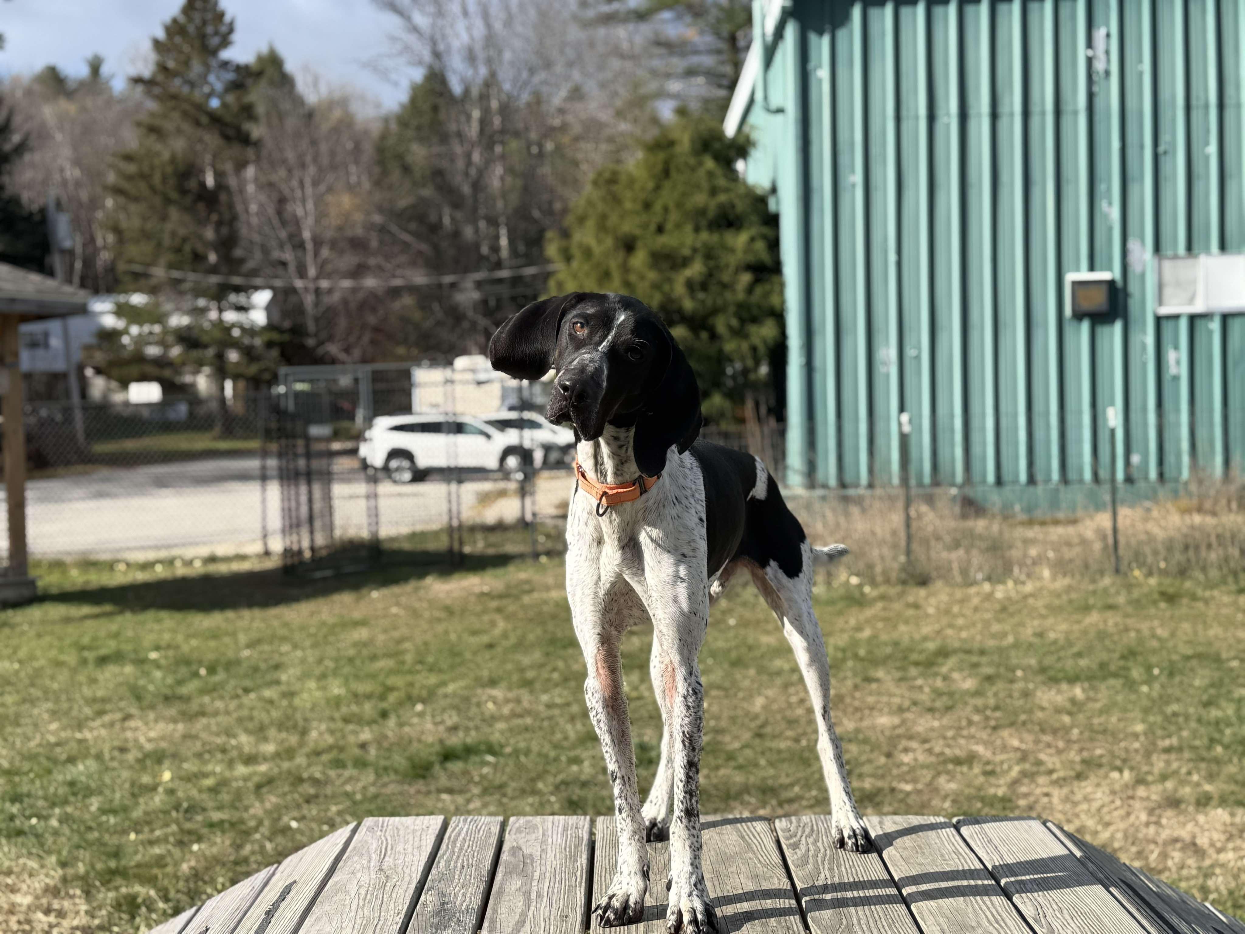 Buck, a Adoptable Treeing Walker Coonhound in Paris, ME image 1/4