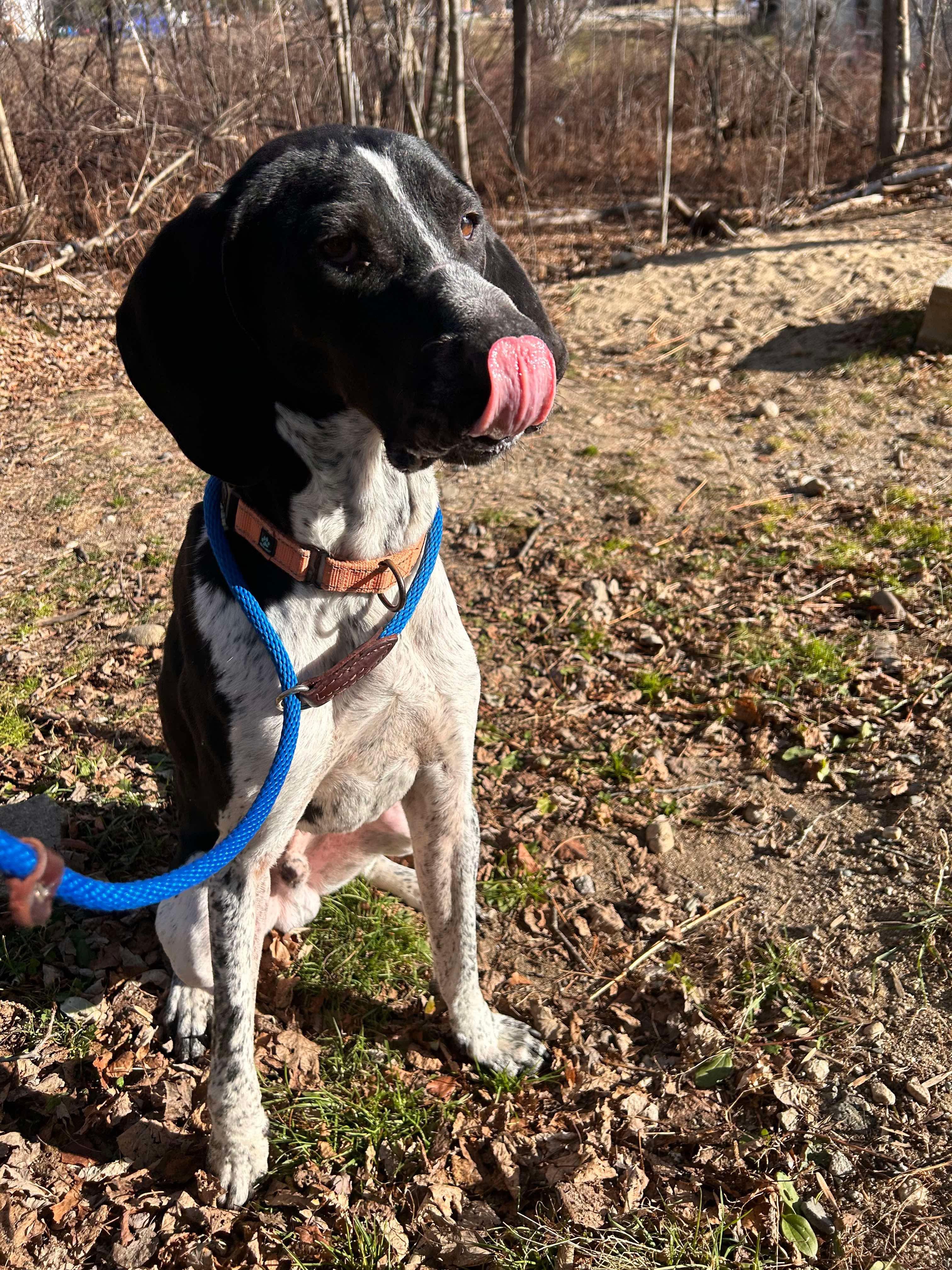 Buck, a Adoptable Treeing Walker Coonhound in Paris, ME image 3/4