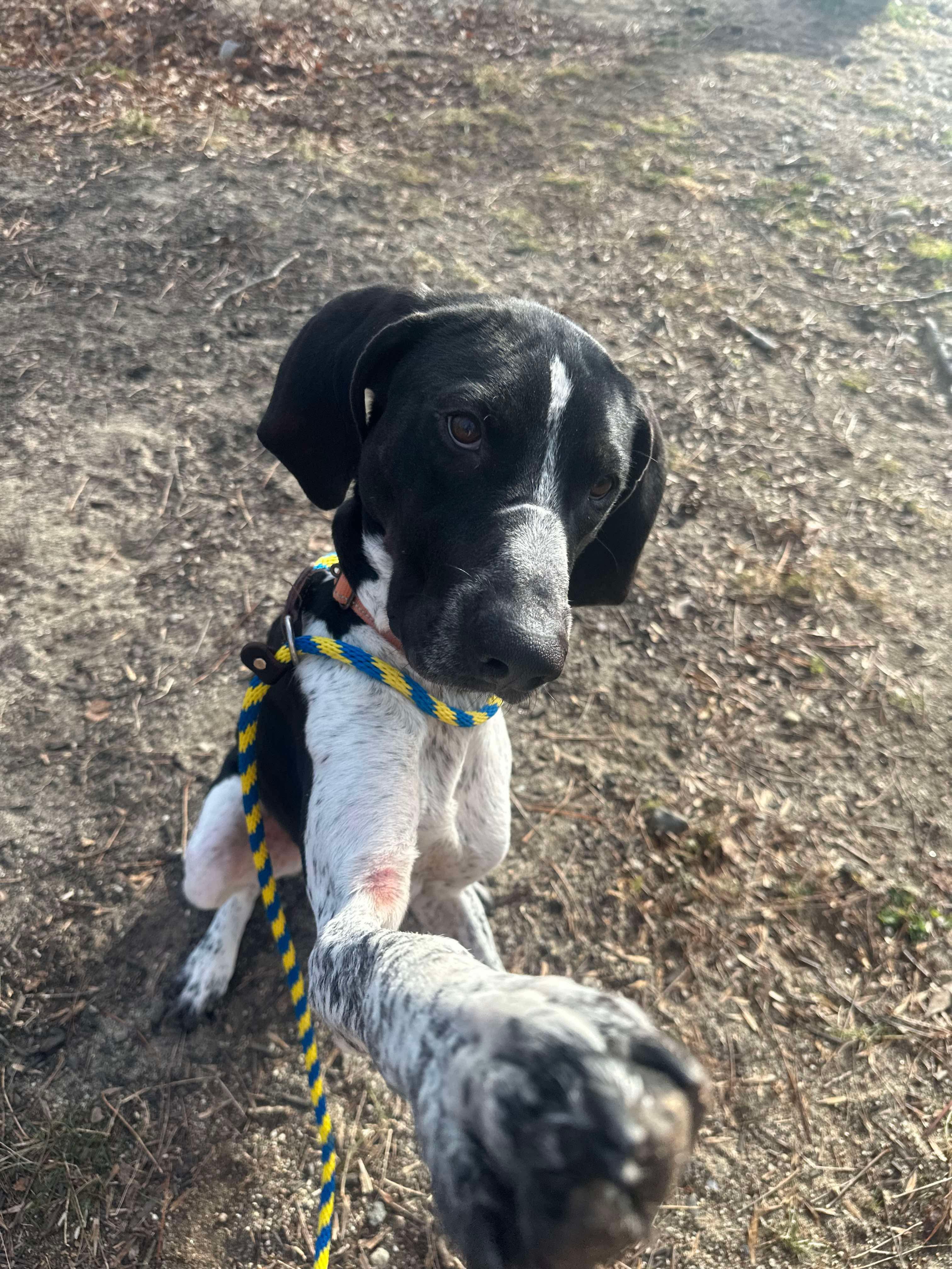Buck, a Adoptable Treeing Walker Coonhound in Paris, ME image 4/4