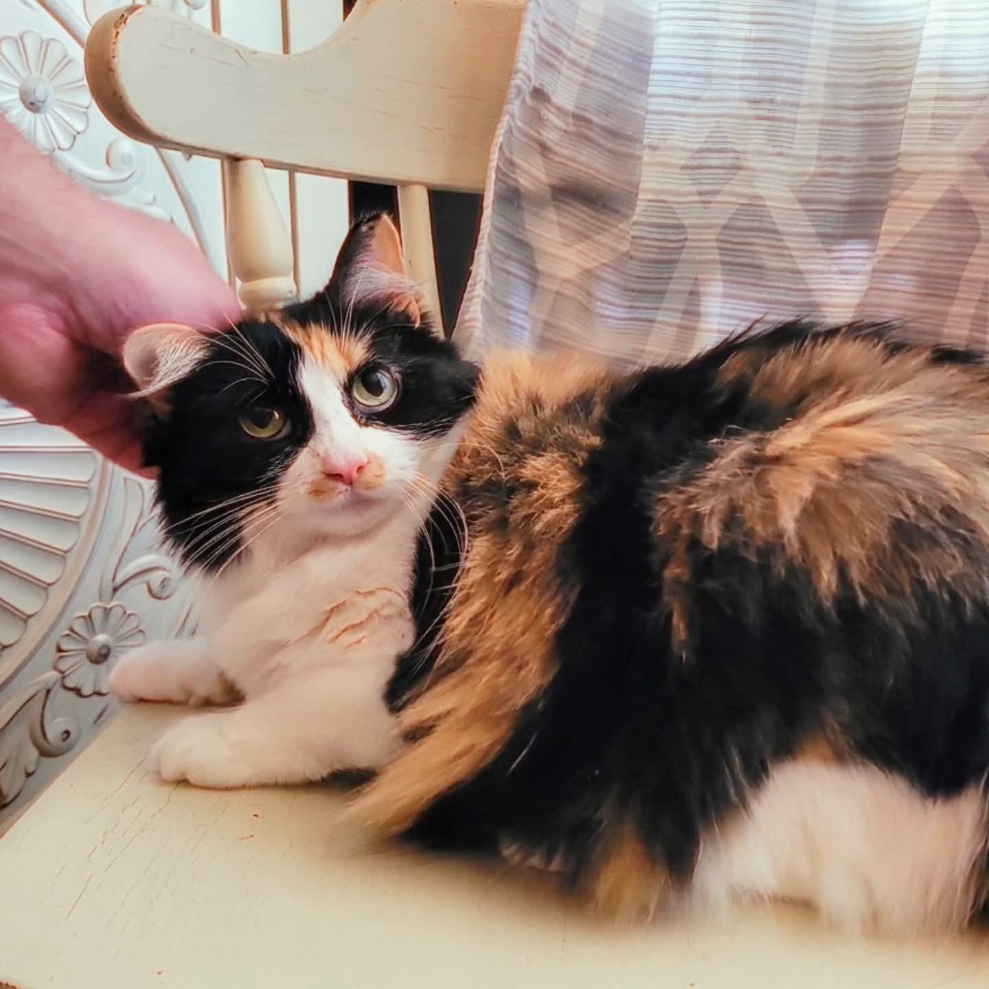 Meisha, adopted, Young Female Domestic Long Hair.