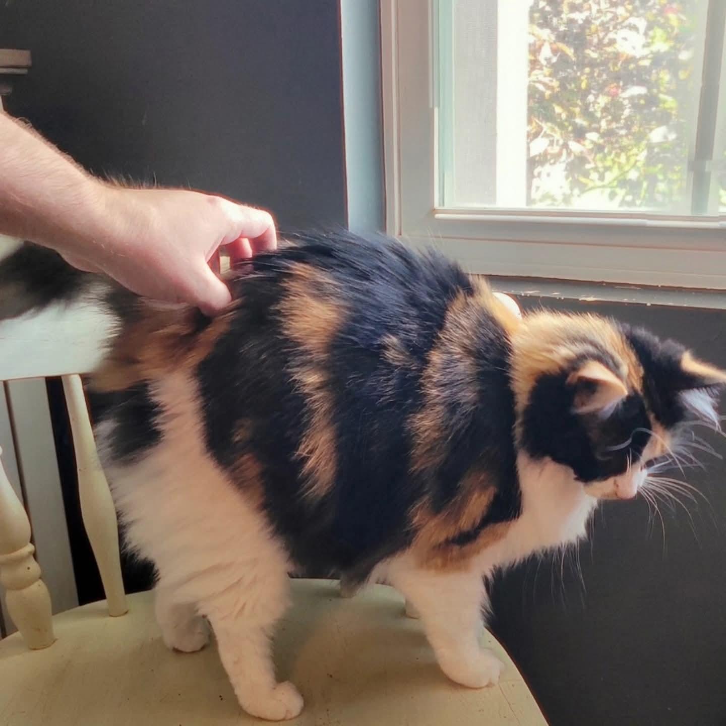 Meisha, an adopted Domestic Long Hair in Indianapolis, IN image 4/6