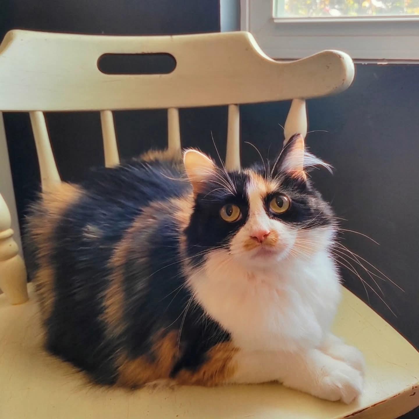 Meisha, an adopted Domestic Long Hair in Indianapolis, IN image 2/6