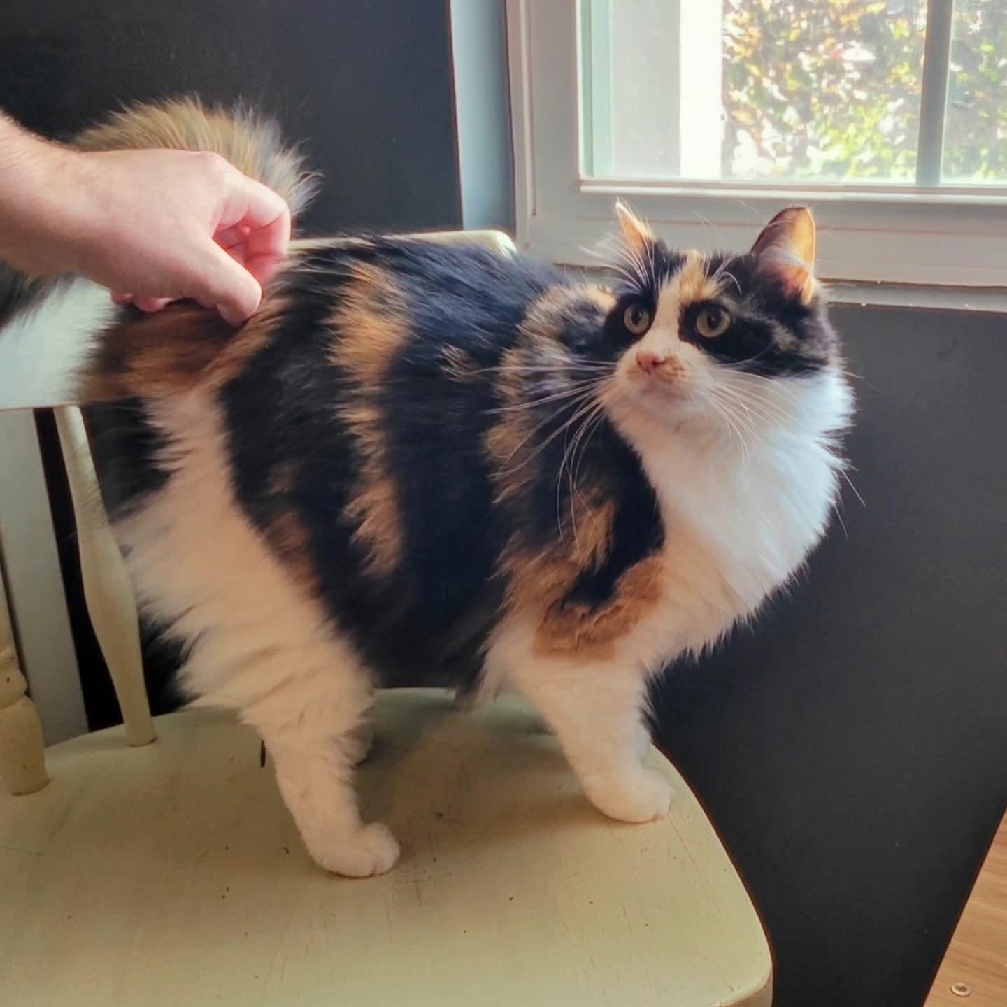 Meisha, an adopted Domestic Long Hair in Indianapolis, IN image 6/6