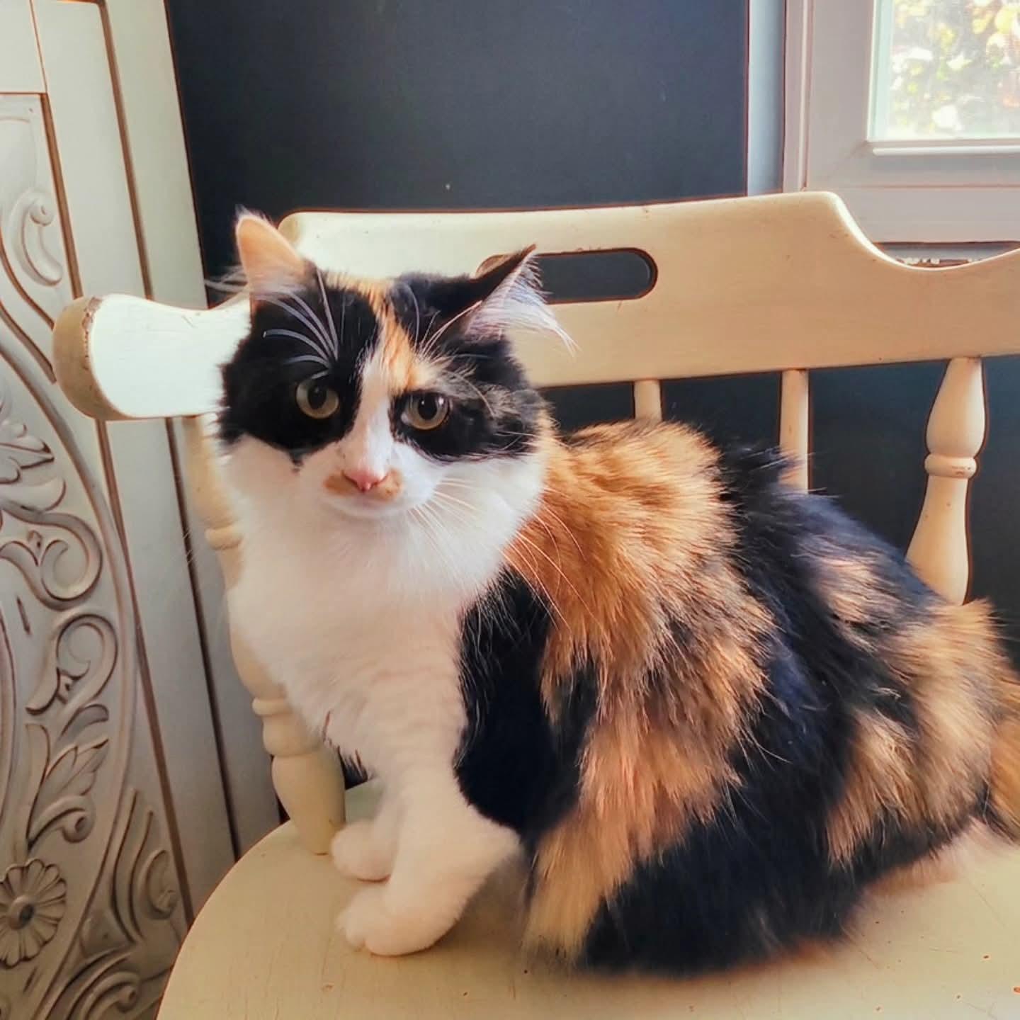 Meisha, an adopted Domestic Long Hair in Indianapolis, IN image 3/6