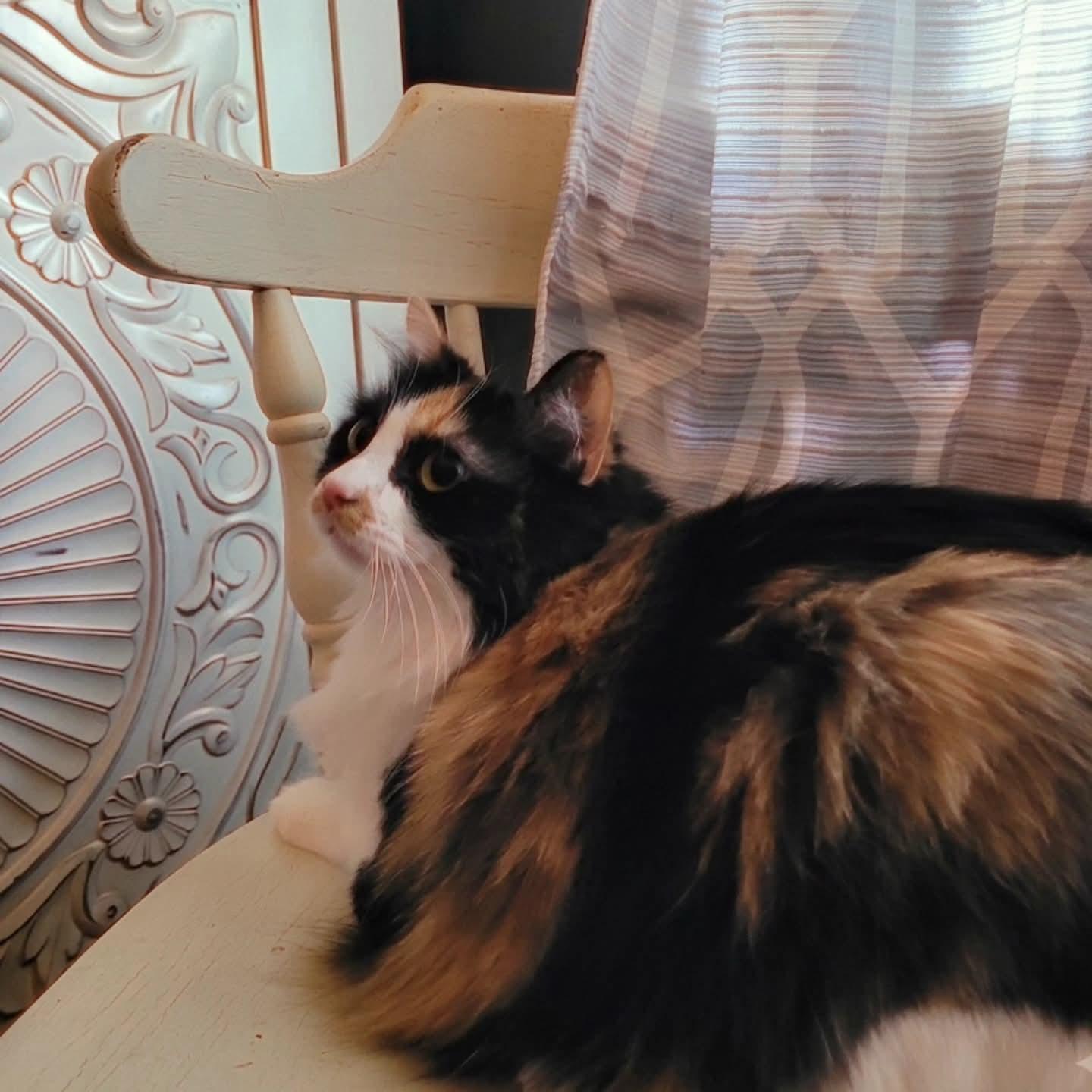 Meisha, an adopted Domestic Long Hair in Indianapolis, IN image 5/6