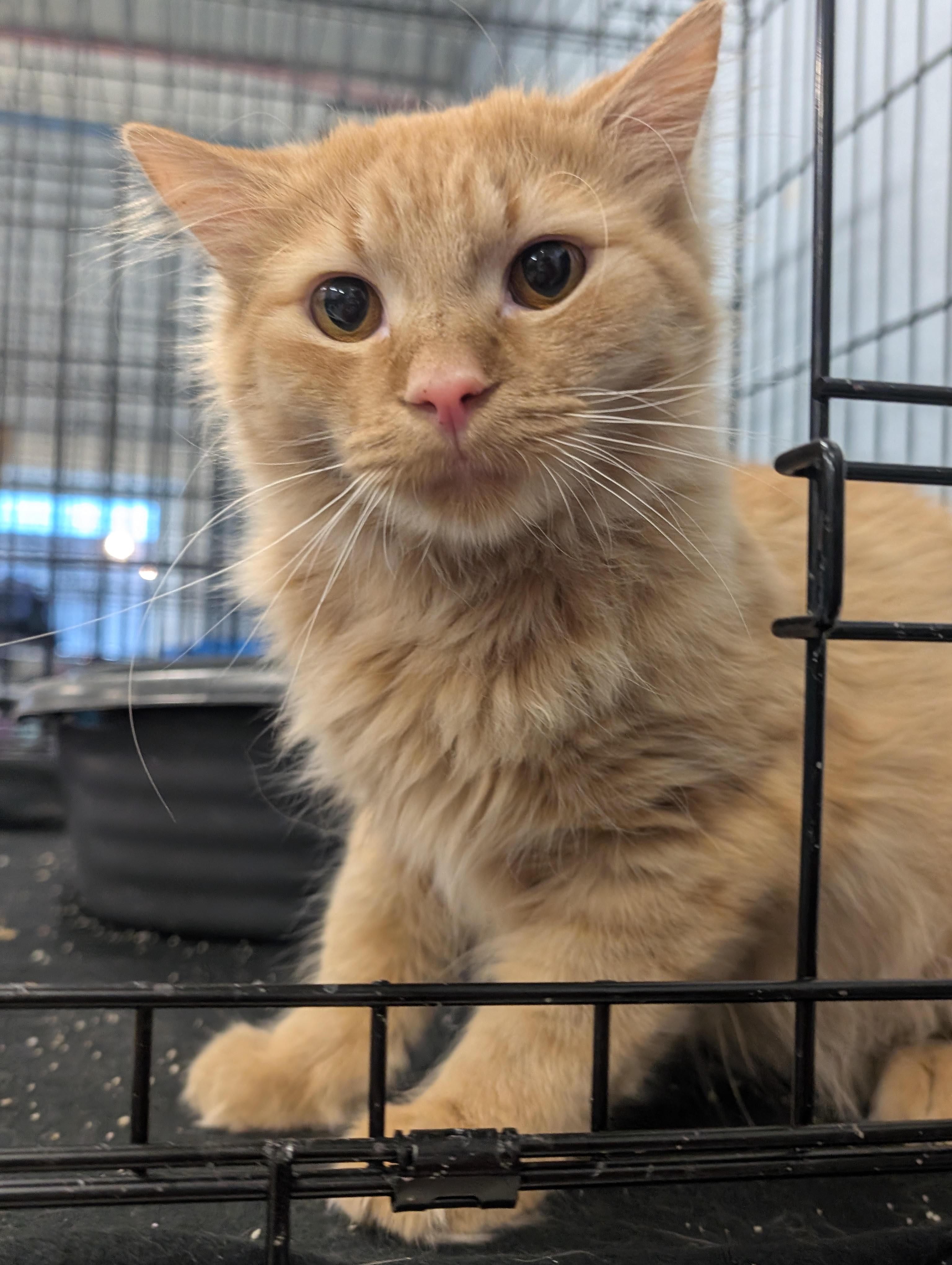 Enlarge Toulouse, an adopted Domestic Long Hair in Somerset, PA image 1/1