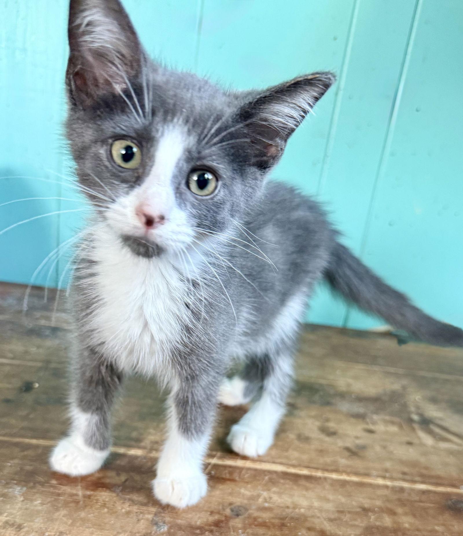 Paul, Adopted, Kitten Male Tuxedo.