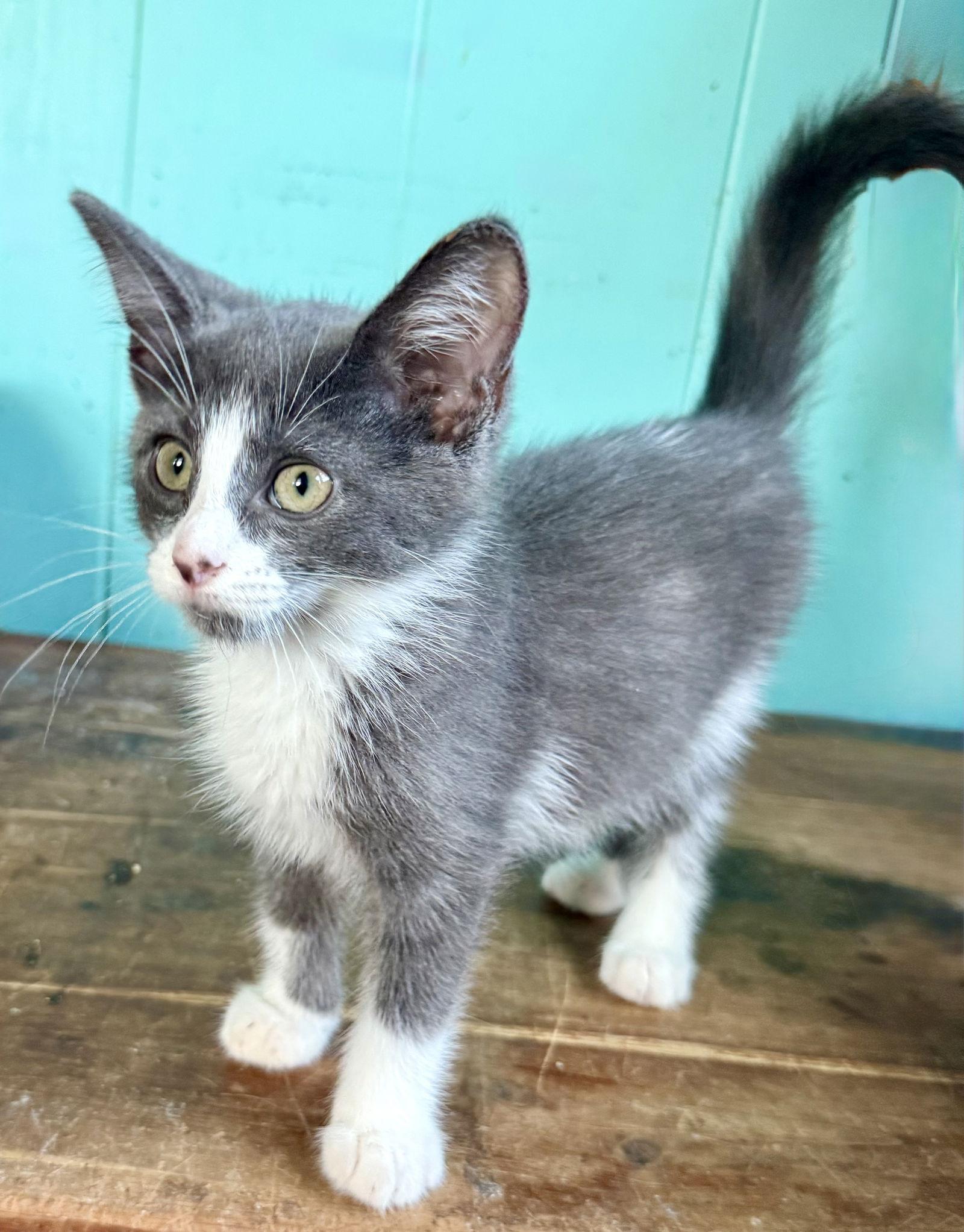 Paul, a Adopted Tuxedo in Maywood, IL image 2/3