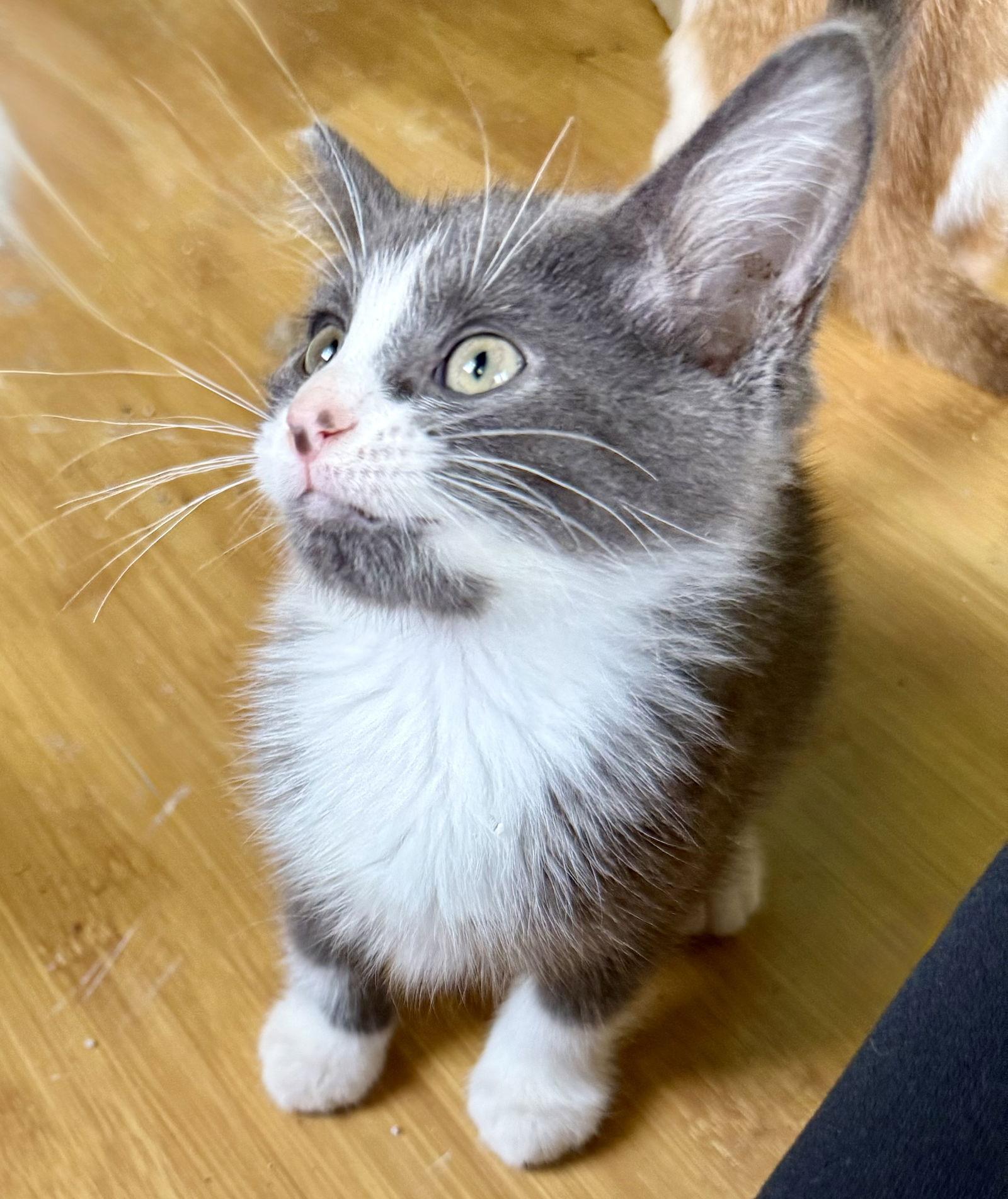 Paul, a Adopted Tuxedo in Maywood, IL image 3/3