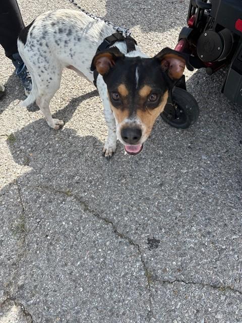 JACK, Adoptable, Adult Male Terrier & Mixed Breed.