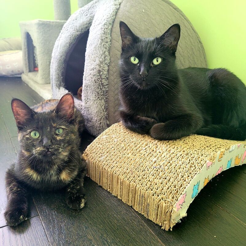 Enlarge Kathleen & Kamila, a Adoptable American Shorthair in Mississauga, ON image 1/3