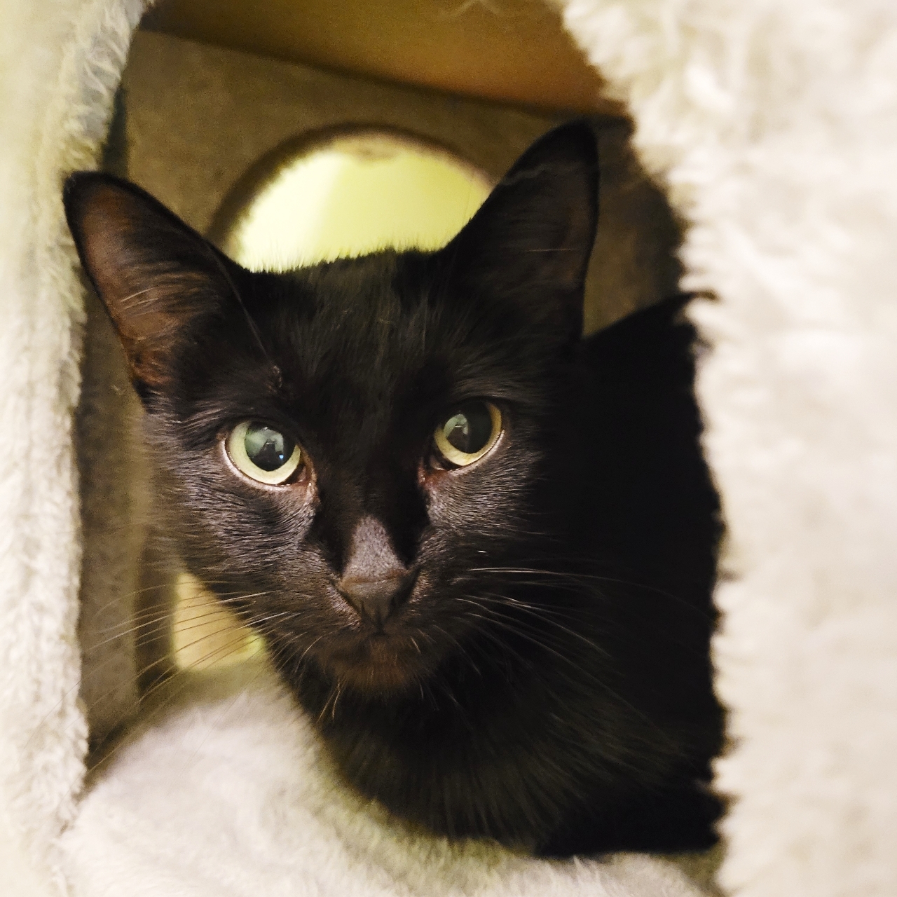 Enlarge Kathleen & Kamila, a Adoptable American Shorthair in Mississauga, ON image 2/3