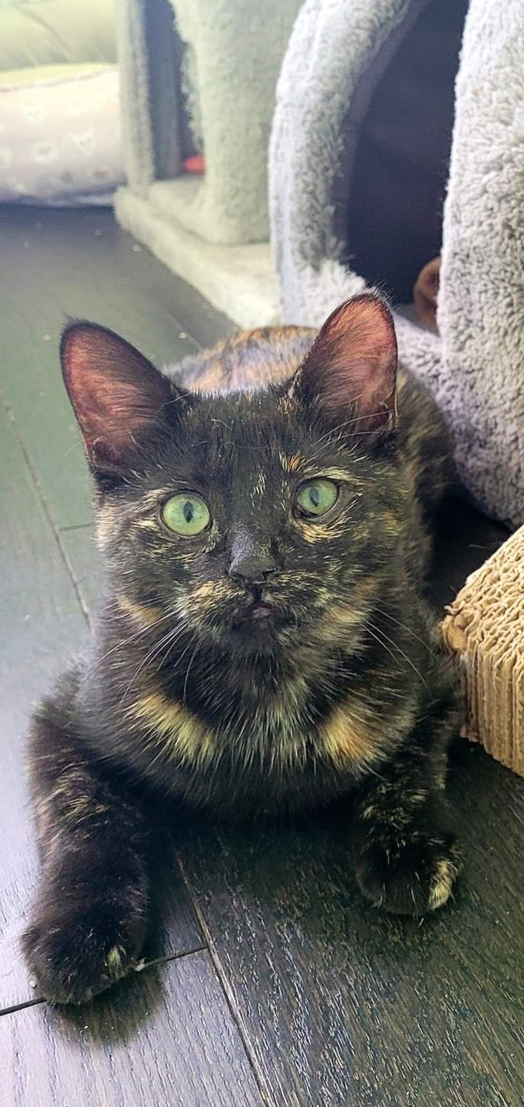 Enlarge Kathleen & Kamila, a Adoptable American Shorthair in Mississauga, ON image 3/3