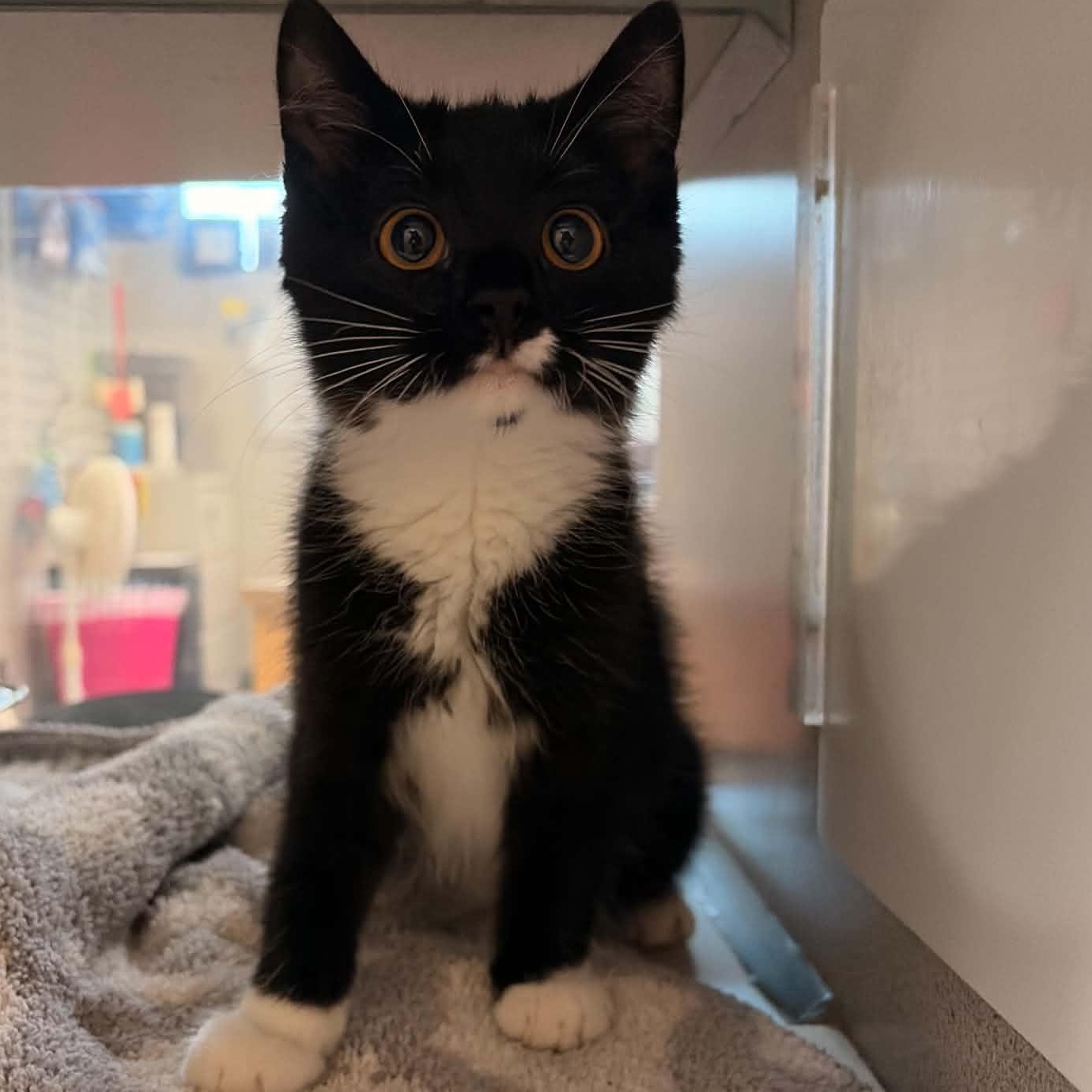 Raven, adopted, Kitten Female Domestic Short Hair.