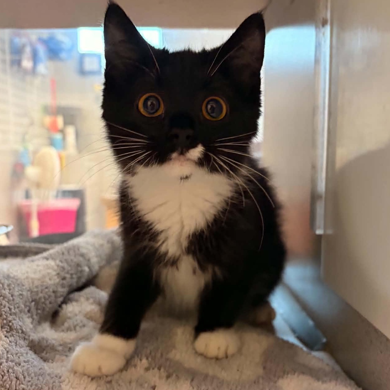 Raven, an adopted Domestic Short Hair in Waterloo, IA image 2/5
