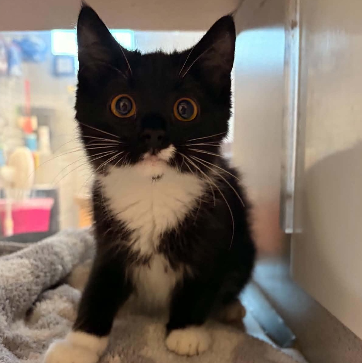 Raven, an adopted Domestic Short Hair in Waterloo, IA image 5/5