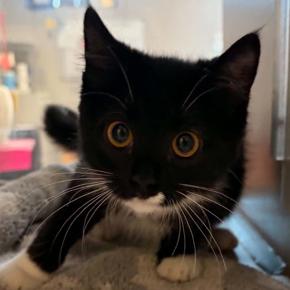 Raven, an adopted Domestic Short Hair in Waterloo, IA image 3/5
