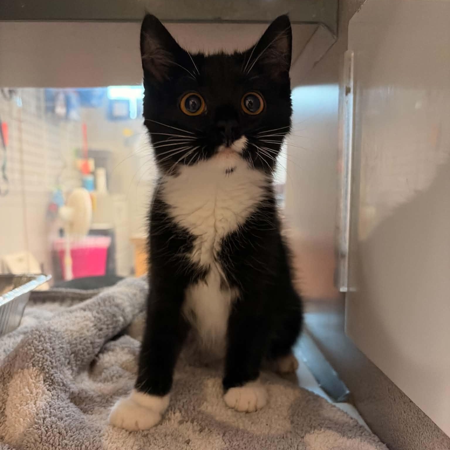 Raven, an adopted Domestic Short Hair in Waterloo, IA image 4/5