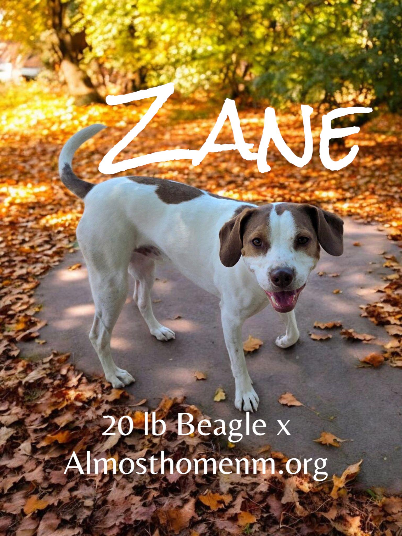 **ZANE