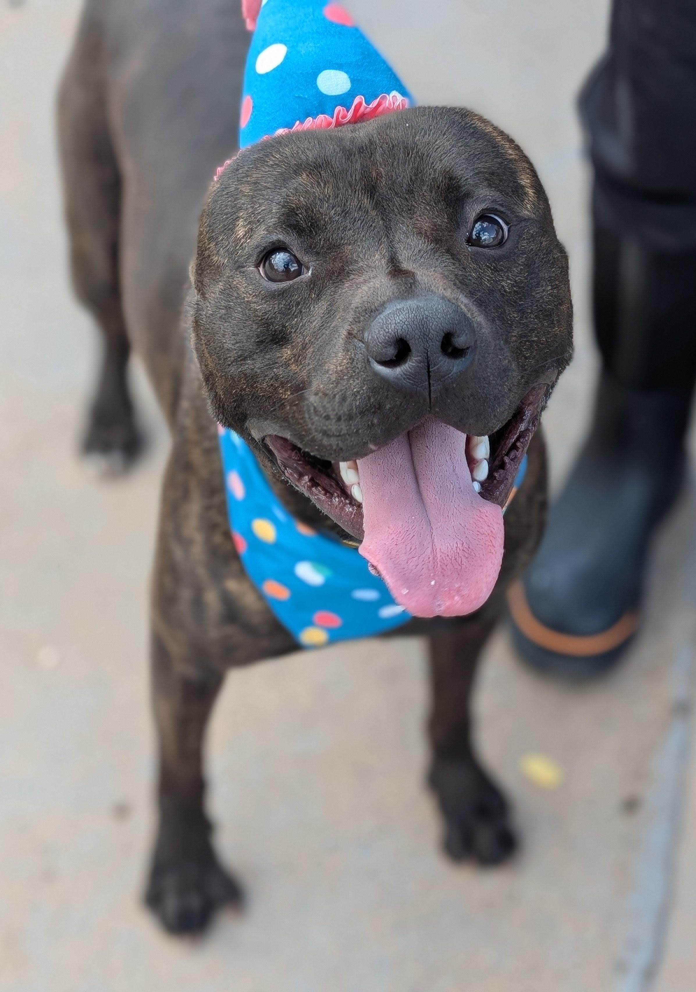 Atreyu, Adoptable, Young Male Pit Bull Terrier.