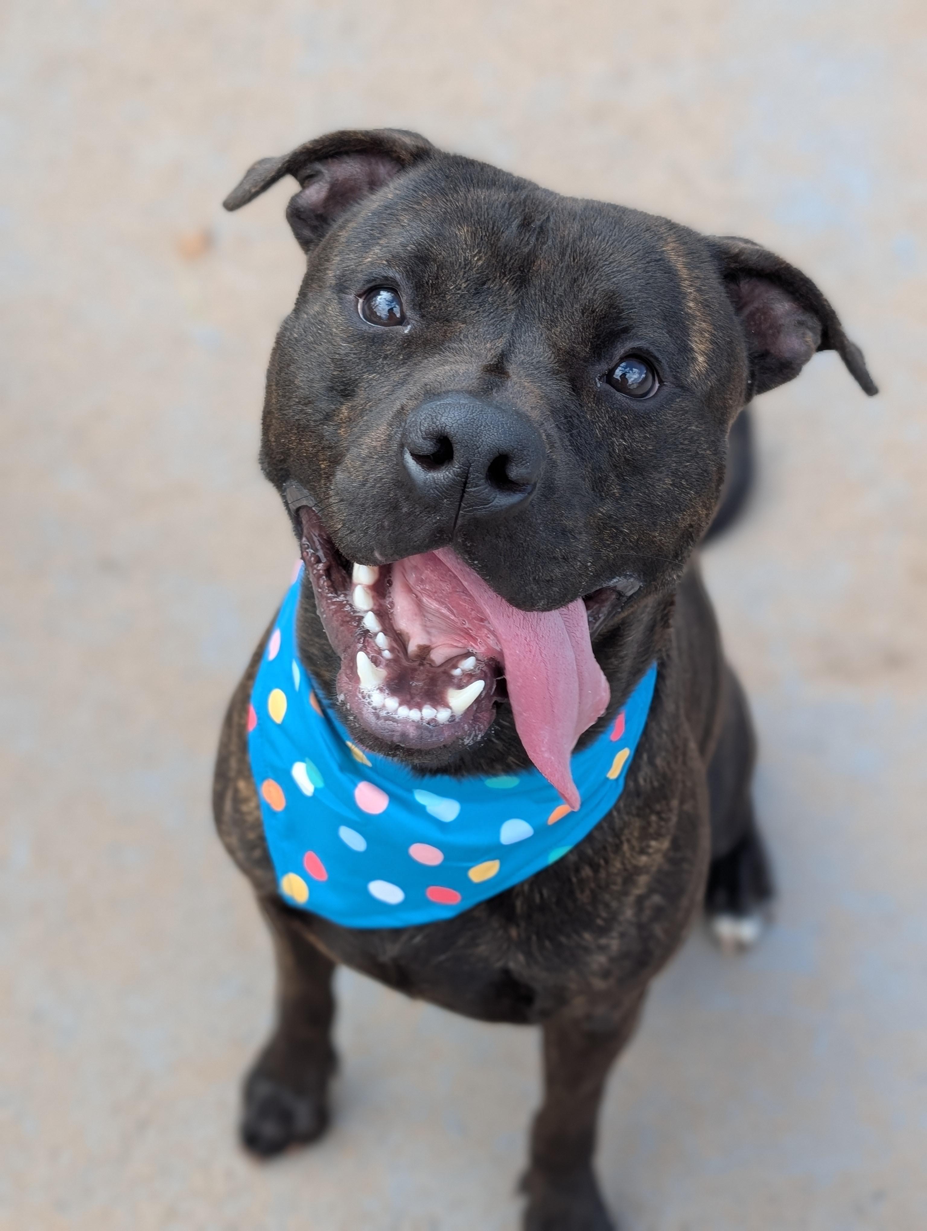 Atreyu, Adoptable, Young Male Pit Bull Terrier.
