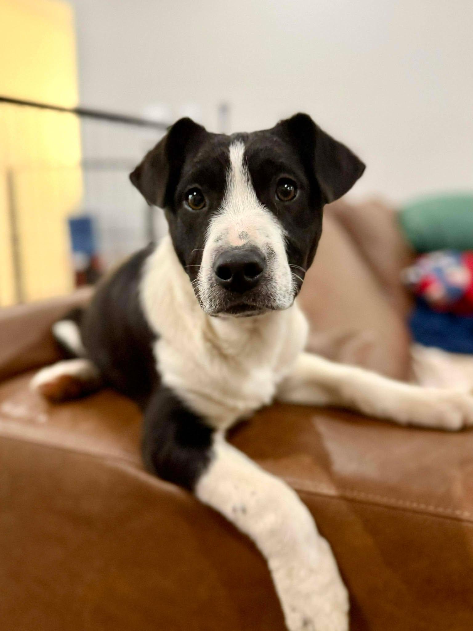 Frank Sinatra, a ADOPTABLE mixed breed in Kiowa, OK image 6/6