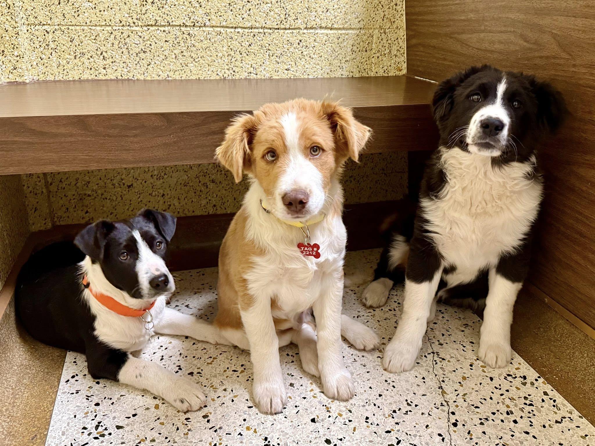 Frank Sinatra, a ADOPTABLE mixed breed in Kiowa, OK image 3/6