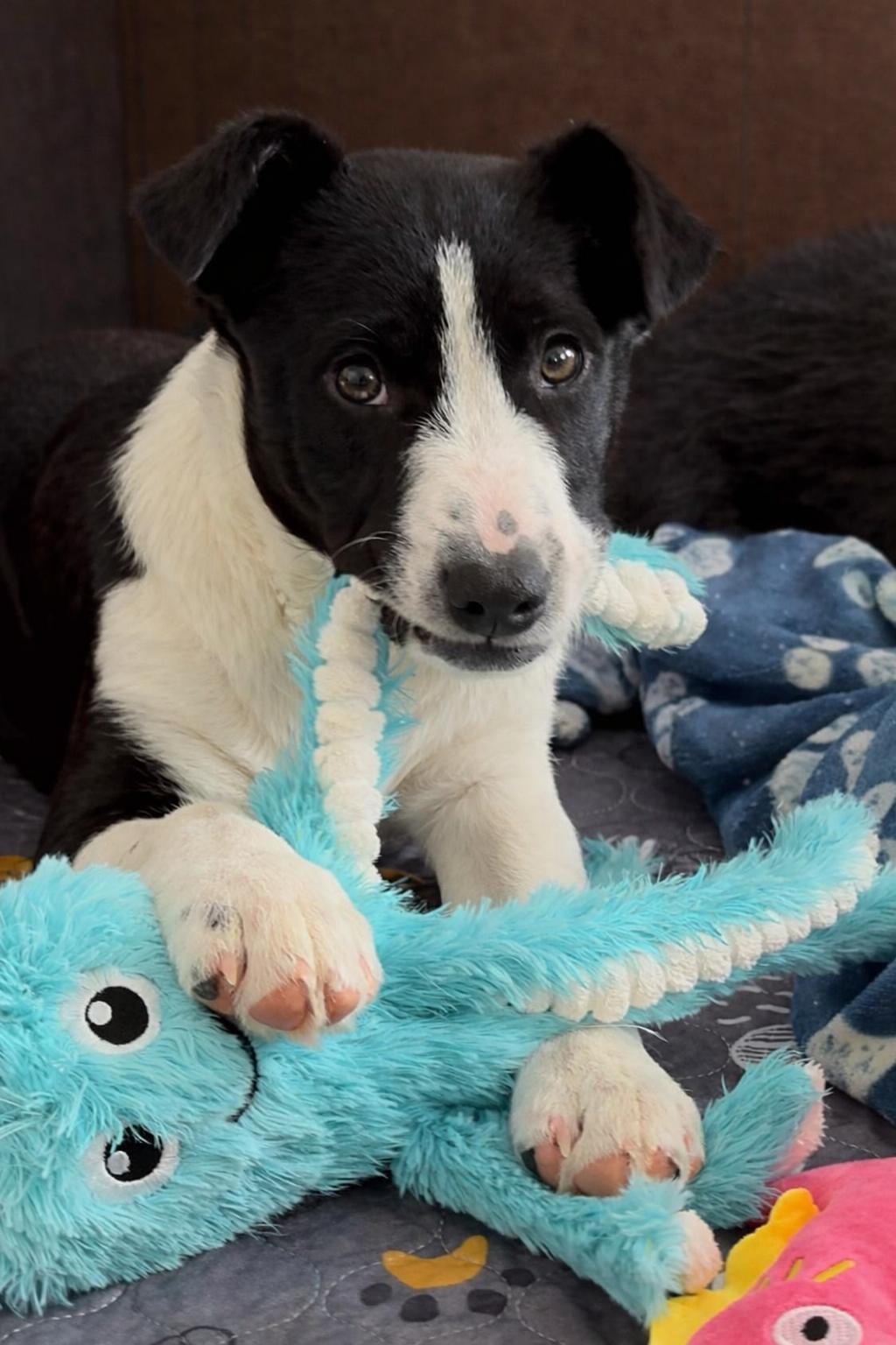 Frank Sinatra, a ADOPTABLE mixed breed in Kiowa, OK image 2/6
