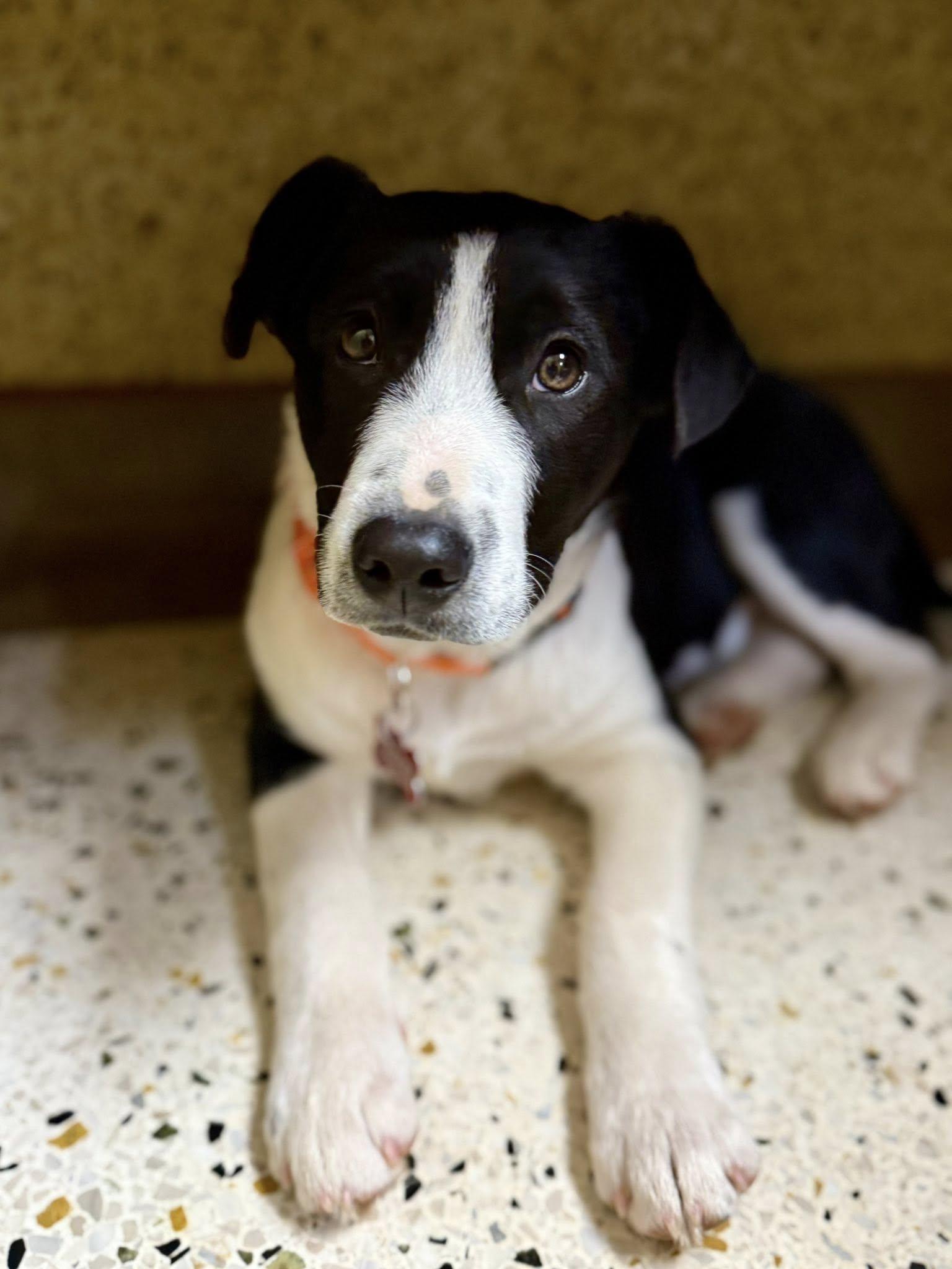 Frank Sinatra, ADOPTABLE, Puppy Male Border Collie.