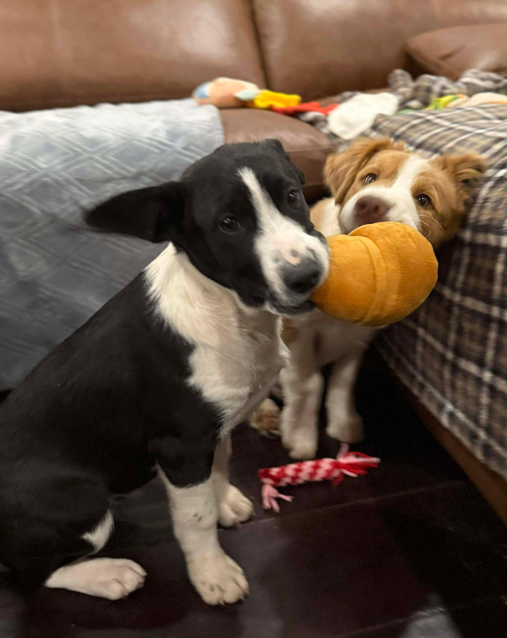 Frank Sinatra, a ADOPTABLE mixed breed in Kiowa, OK image 5/6