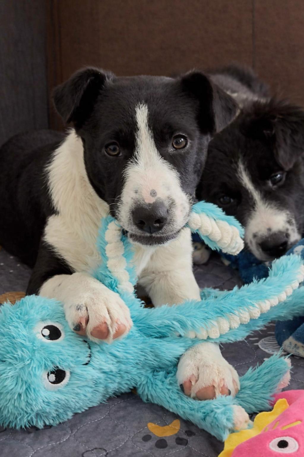 Frank Sinatra, a ADOPTABLE mixed breed in Kiowa, OK image 4/6
